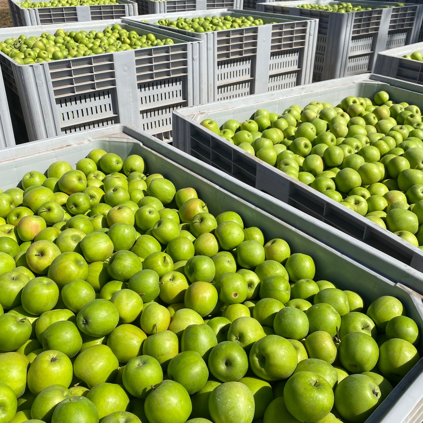 Manzana verde, lista para retiro en bins