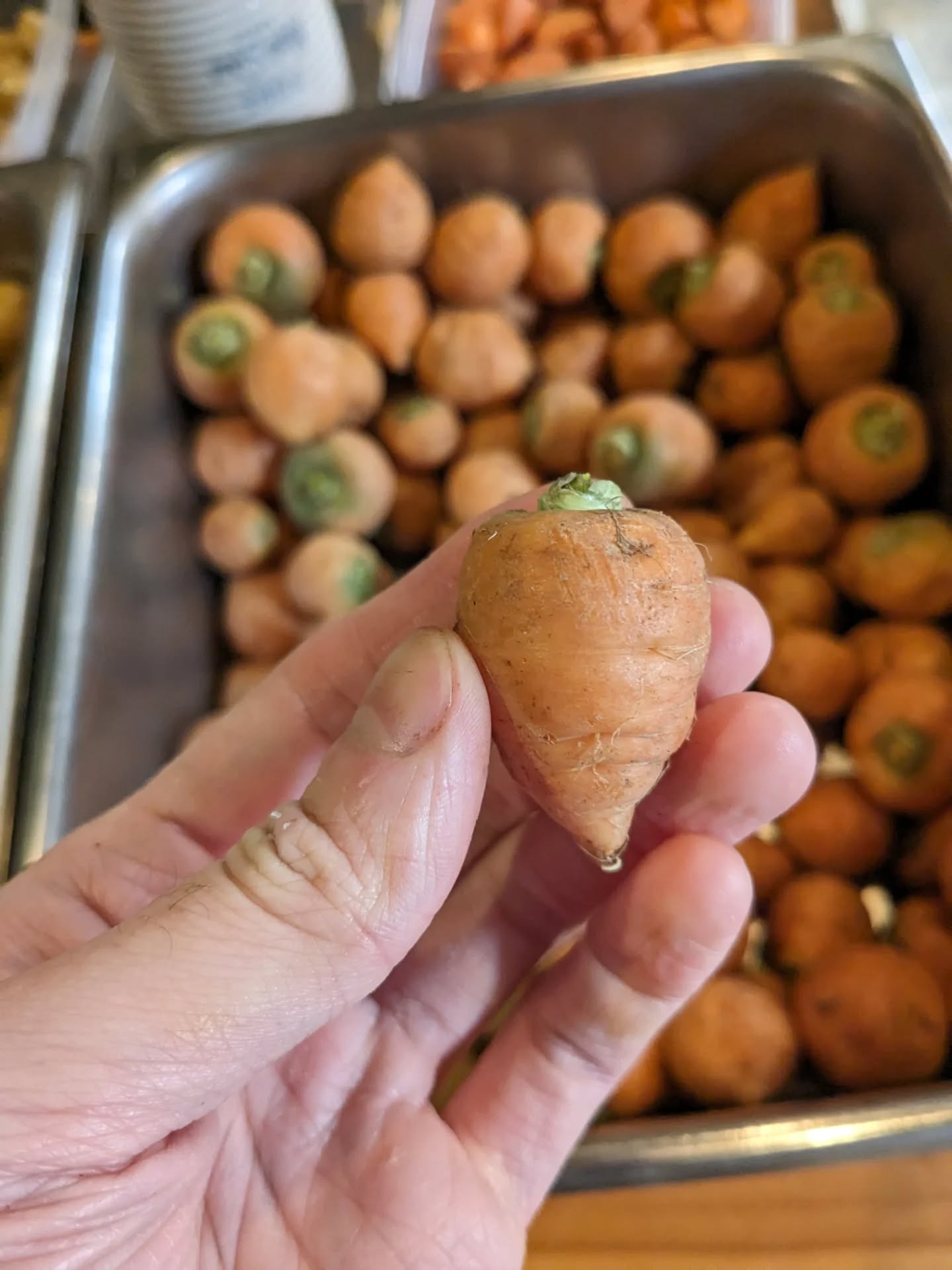 Aiight yall
For the past 1.5 years, I have had the pleasure of working in the kitchen of Au Pied de Cochon. It has been amazing to be able to compose music while cooking - two of my favorite things.
While I was there, I had the opportunity to handle some of the finest, most delicious, and most bizarrely beautiful ingredients one can find. I figured it was only appropriate to share some (terribly taken) photos.
1. The cutest Parisian carrots
2. Baby fennel
3. Heirloom eggplant 1
4. Heirloom eggplant 2
5. Heirloom eggplant 3
6. Lobster shrooms + chanterelle-esque shrooms
7. Morille shrooms
8. Pied de mouton(?) shrooms
9. More shrooms
10. Lion's Mane shrooms
11. Black truffle
12. Elderflowers
13. Golden raspberries
14. Peruvian potato chips
15. Heirloom (flame?) tomatoes
16. Insane cherry tomatoes
17. Heirloom courgette
18. Goose egg or some shit. Huge asf