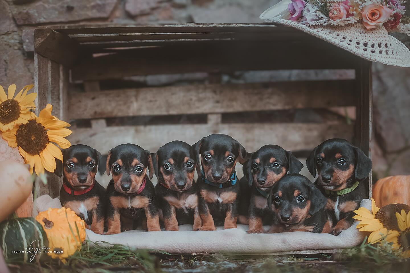 ☀️
HAPPY BIRTHDAAAAAY 🎂
•
Du hast Fragen oder möchtest direkt ein Shooting buchen? Meld dich gern 🌸
📧 info@tierfotografie-thueringen.de
💻 www.tierfotografie-thueringen.de
#hundefotografie #tierfotografie #thüringen #jackrussel #dackel #welpen #welpenfotografie
