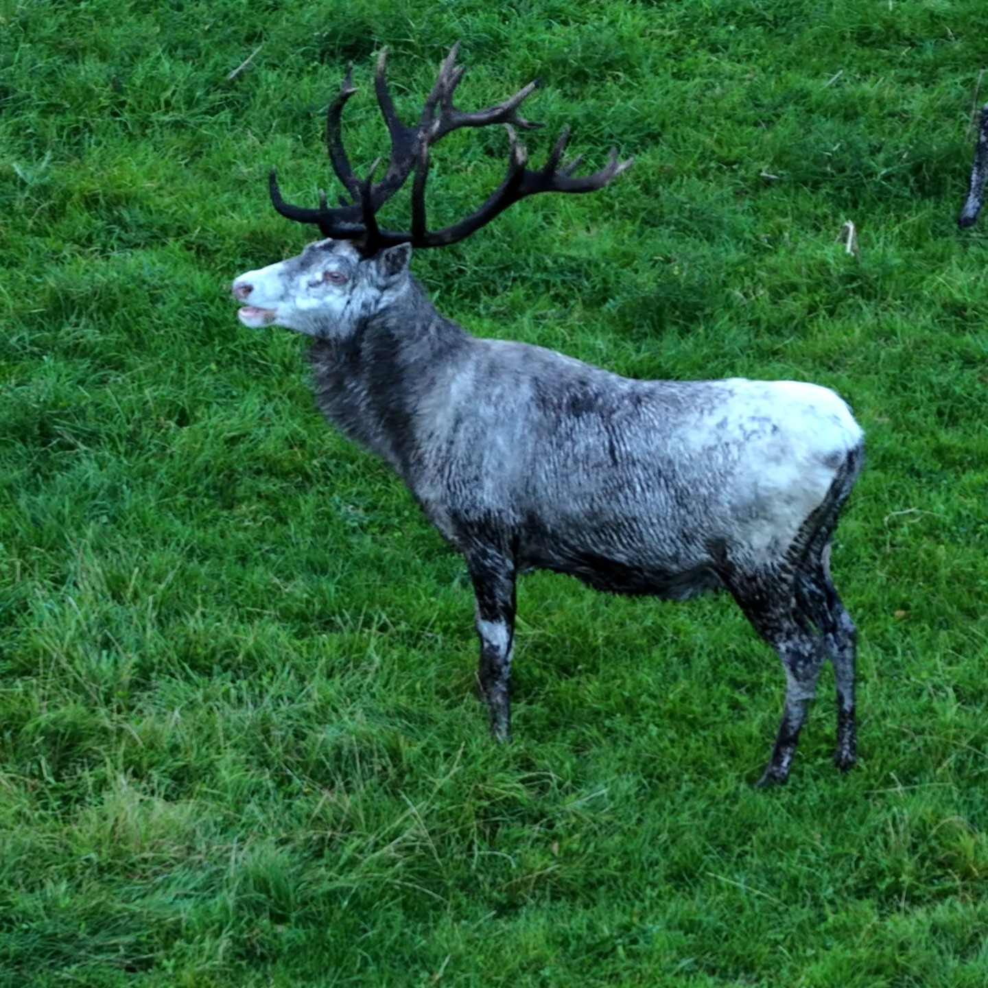 Ben was out in Germany earlier this week scouting some of the landscapes the team will be covering later this season. He was lucky enough to spend time at @wildpark_eekholt, which specialises in keeping native animals in their natural environment. Among its highlights is a variety of red deer phenotypes, with the striking white herd being especially impressive. You can already sense that the rutting season is close from the way the stags are behaving.
#RedDeer #DeerRut #RuttingSeason #WhiteDeer #EekholtWildlifePark #GermanyNature #GermanWildlife #EuropeanWildlife #WildlifePhotography #NatureLovers #WildlifeWatching #Conservation