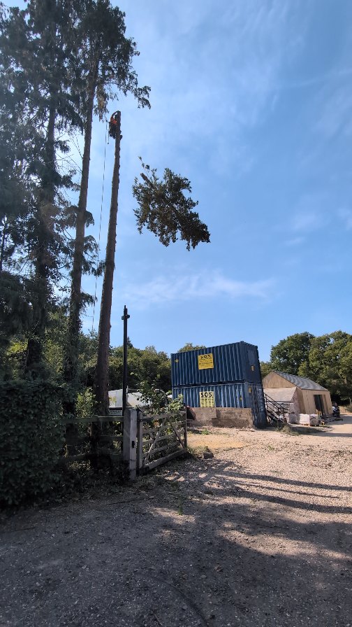@m1waymason delivering the fell and grind of these two Leyalndii in time for lunch 🌲🍽️
#treeremoval #treework #treesurgery #wiltshiretreesurgeon #winchestertreesurgeon #hampshiretreesurgeon #andovertreesurgeon #treecontracting #siteclearance #berkshiretreesurgeon #stockbridgetreesurgeon