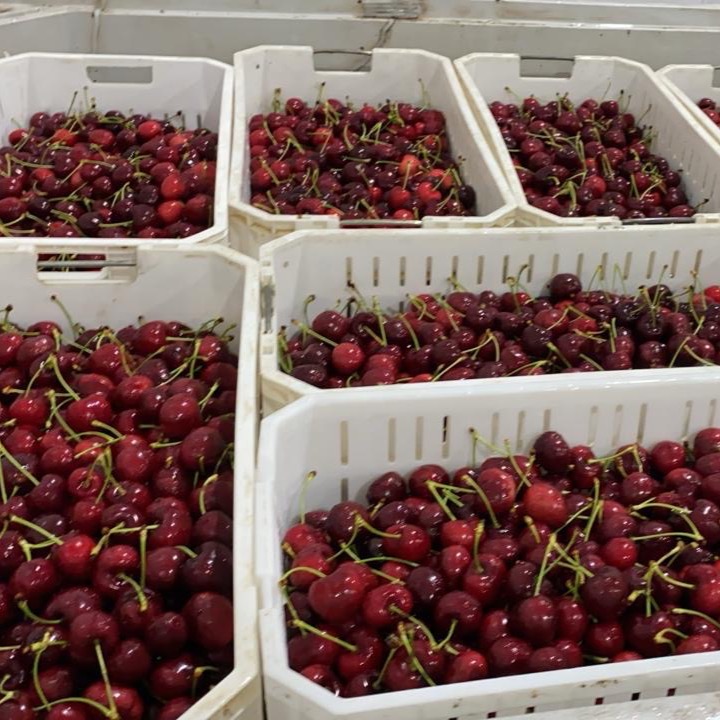 Cerezas, las favoritas de los chinitos
