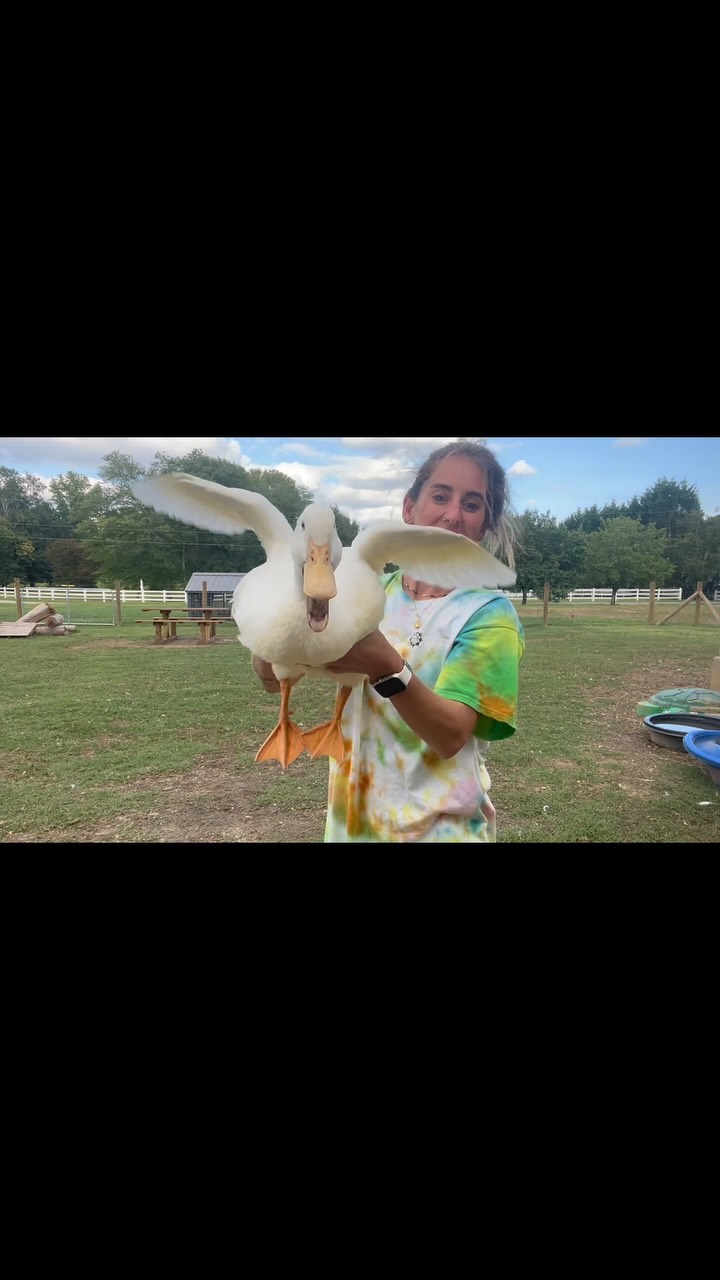 Duck U. Lesson of the day: Teaching the Larry’s how to fly (in case they choose to migrate one day). Are they great at flying? No. Are they ungrateful? Yes. #🪿#stellasrescue flyforawhiteguy #whattheduck #duckU #duck #farmlife #rescue #fly