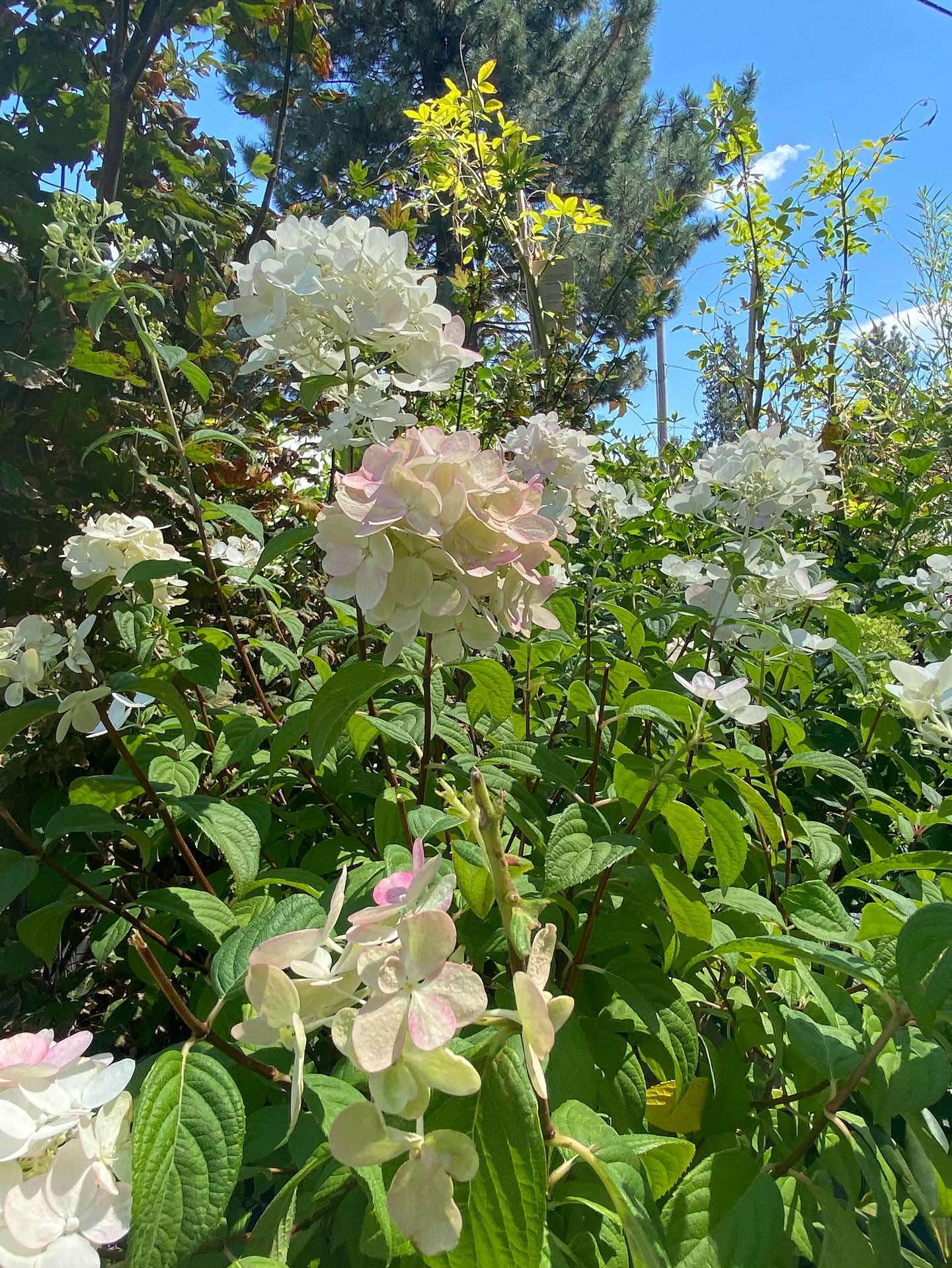 Hydrangea hot spot!!! 🌸
Beautiful shrub that can handle full sun but tend to prefer partial sun. These hydrangeas handle harsh winters with ease. We have large varieties (6’-8’ tall and wide) and smaller varieties (2’-3’ tall and wide). The blooms shift colors and put on a stunning show in the garden.
We’ve been growing the ones that are currently flowering, and we are so proud of their growth 🤩