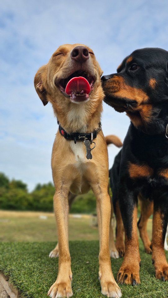 Happy friday! Best day hanging out with friends 🐾 have a lovely long Bank holiday weekend all! 🐾
#bankholidayweekend☀️ #doggydaycareuk #pawsomedays #bestfriends