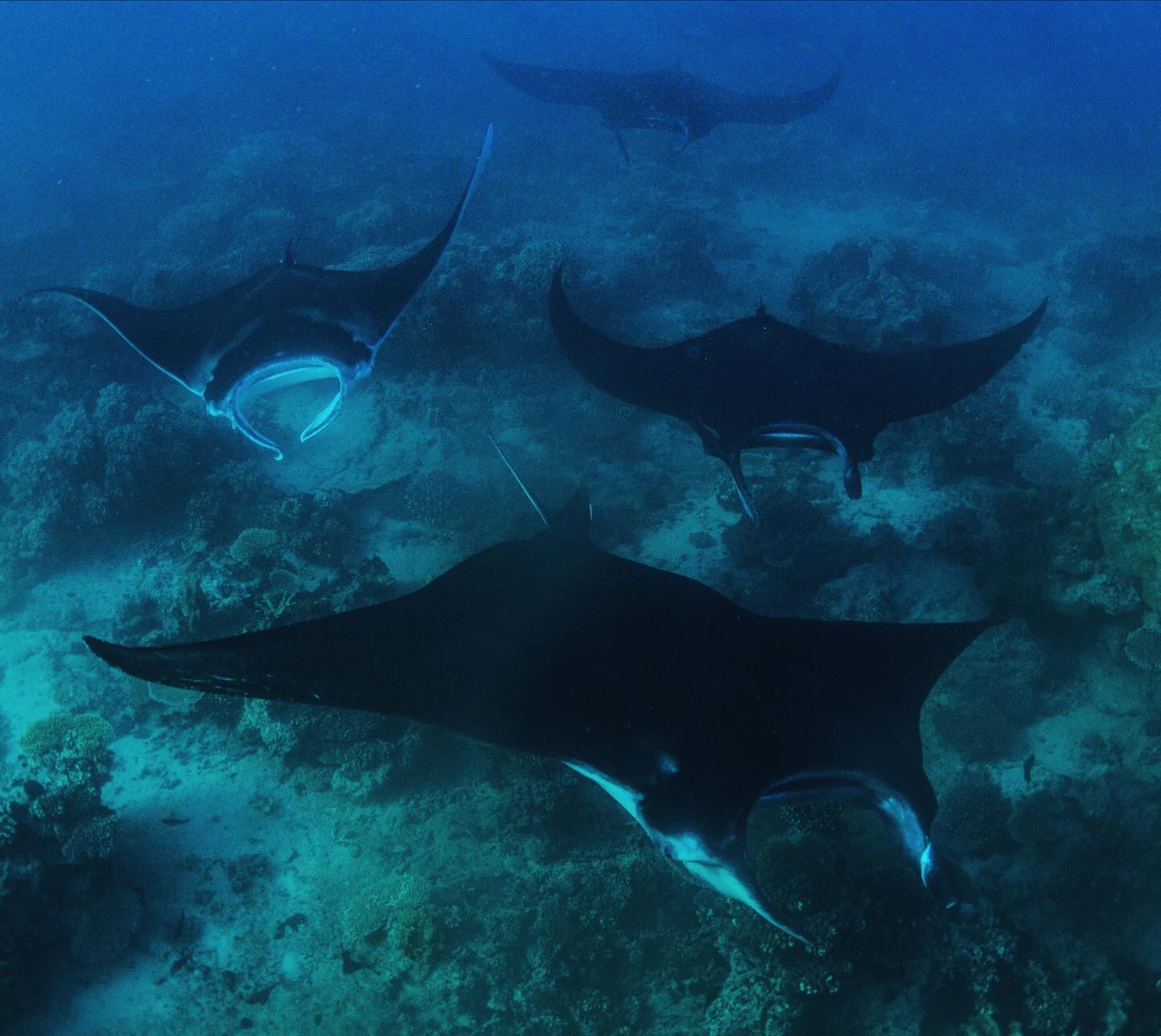 Stuff the daily commute - jump on a Fiji manta train 🚂
#fiji #southpacificislands #fijiislands #manta