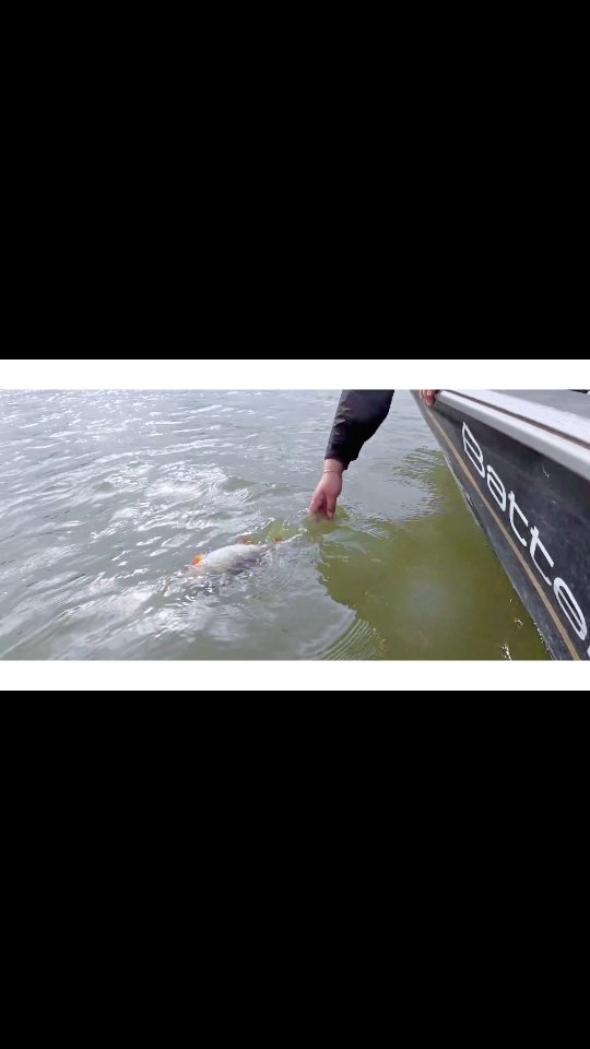 Zander and perch on Hollands Diep.
#yamahaprofishing #batterylabs #ufxfishing #stcroixrods #spro #proventocatch #shimanoreels