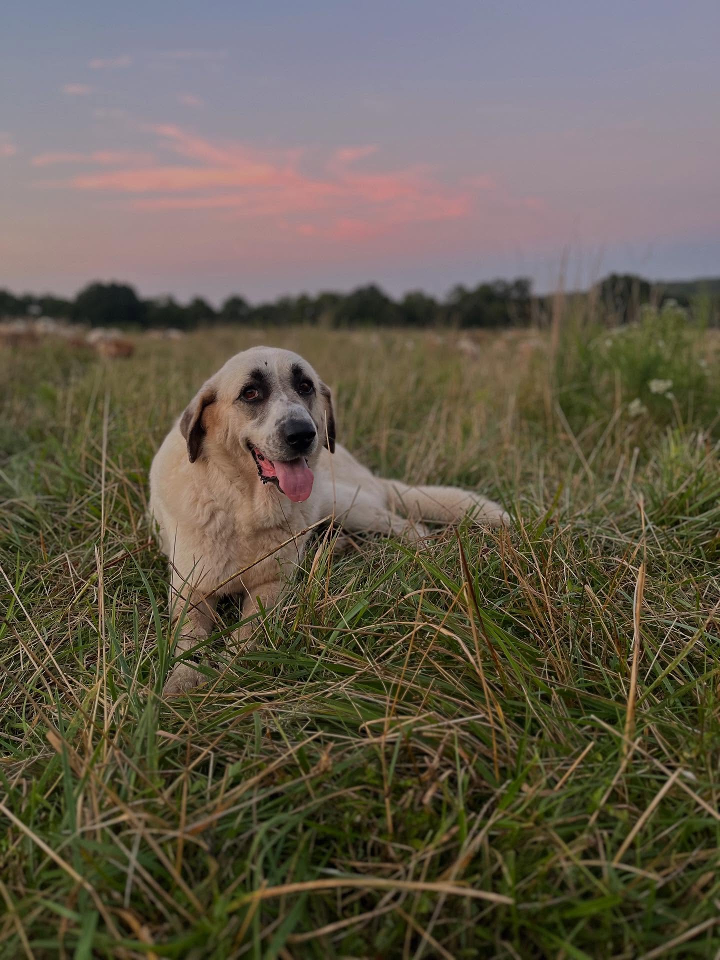 Howdy, all! 👋 Matt and Eleanor here with an update about chickens (and a picture of Sue, the captain of our livestock guardians, ‘cause why not?)!
You may have seen/noticed that our chickens 🐔 have been a bit smaller recently. We’d thought we would get it sorted given some time (birds’ ages) alone, but that didn’t seem to be making as much of a difference as we’d hoped…
So we’ve brought in a poultry nutrition expert 💪, and we now believe our chicken chow might have been less-than-expectedly digestible (nutrient accessible) for our birds, resulting in slower growth (despite their being still perfectly healthy).
So we’ve switched out their ration to something expected to be more digestible/accessible to them (and which still meets all OUR standards, of course!), and have our fingers crossed we’ll be seeing results very soon!
So stay tuned, and THANKS GOBS for your patience. We are getting things figured out, but like everything on a farm, it all takes time. ☺
We appreciate your support of local farms and food!!