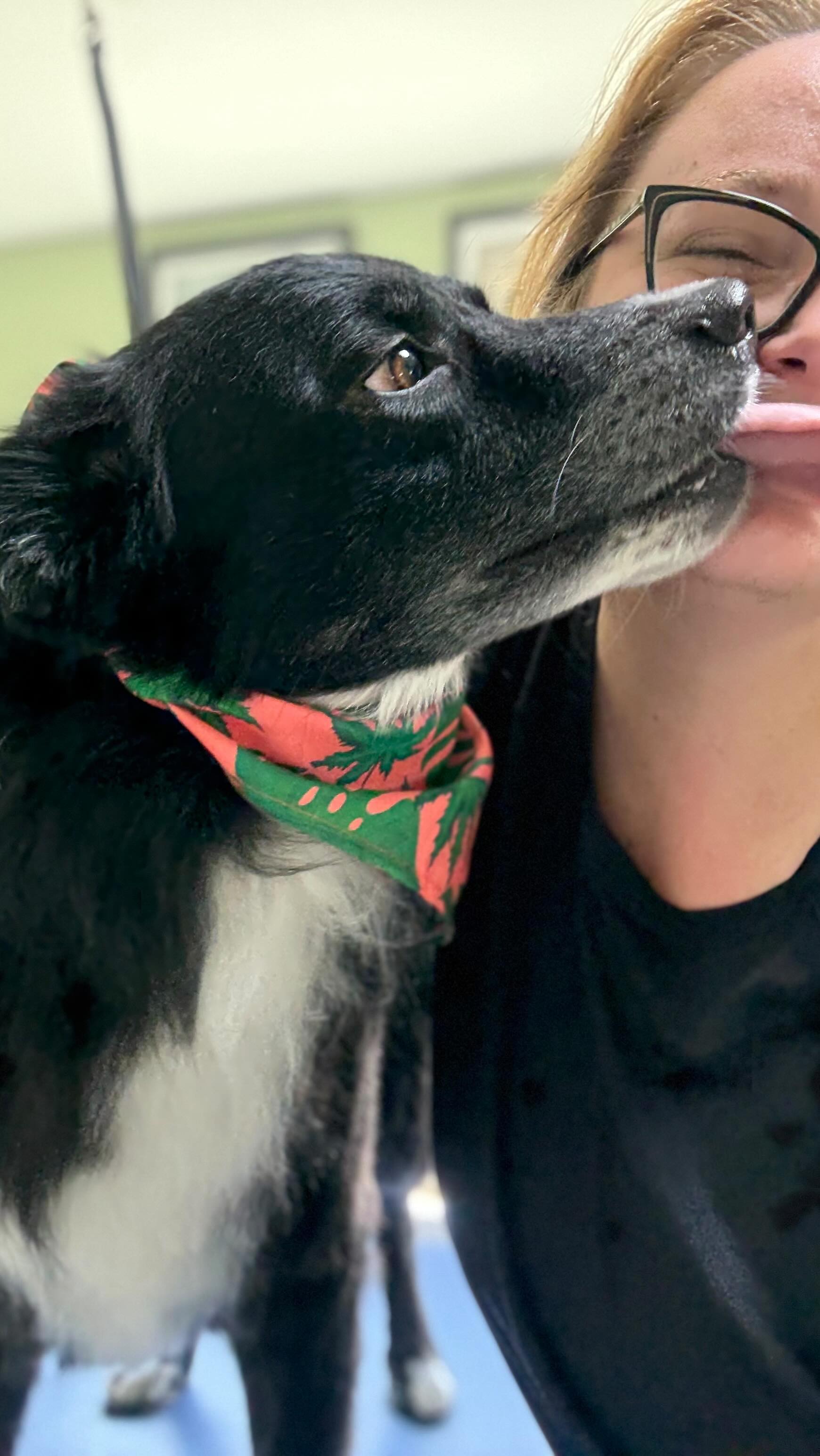 A common question I get from new clients is: How do you work with behavioral or fearful pets?
This short, sped-up video shows that with patience, treats, and clear cues, we can shape behaviors into something positive and safe. Rehabilitation often takes multiple sessions and consistency, which is why I encourage clients to stay on schedule.
With time, compassion, and plenty of treats, even the most nervous pups can make big progress! Feel free to ask me any questions you have! I’m here to help you and your pets. 🙏
Love you @ace.theaussie1 !! 🫶🐾
#training #groomingtraining #aussiesofinstagram #balancedtraining #fearfreetechniques #doggrooming