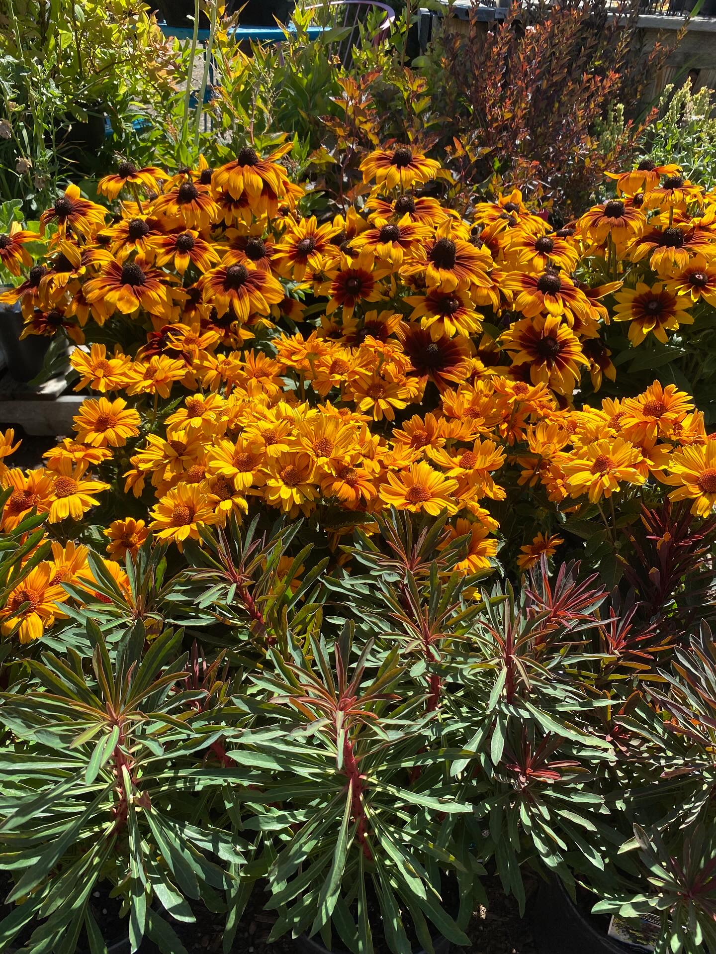 🌻Some perennial color refill for Fall! 🍂
Heavily requested ornamental oregano, Scentara Pura Lilacs, butterfly bush, clematis, lavender, salvia, hostas, ferns, grasses, blanket flower, gloriosa daisies, perennial sunflowers, asters, mums, and moreeee! Come check them out!
Open:
Thursday-Monday // 9am-4pm
Tuesday & Wednesday // 9am-12:30pm