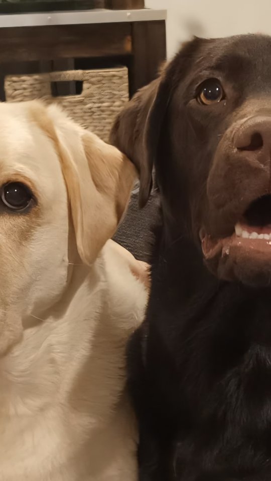 Beaula bringing the action on YouTube! #watercolour #art #dog #funny