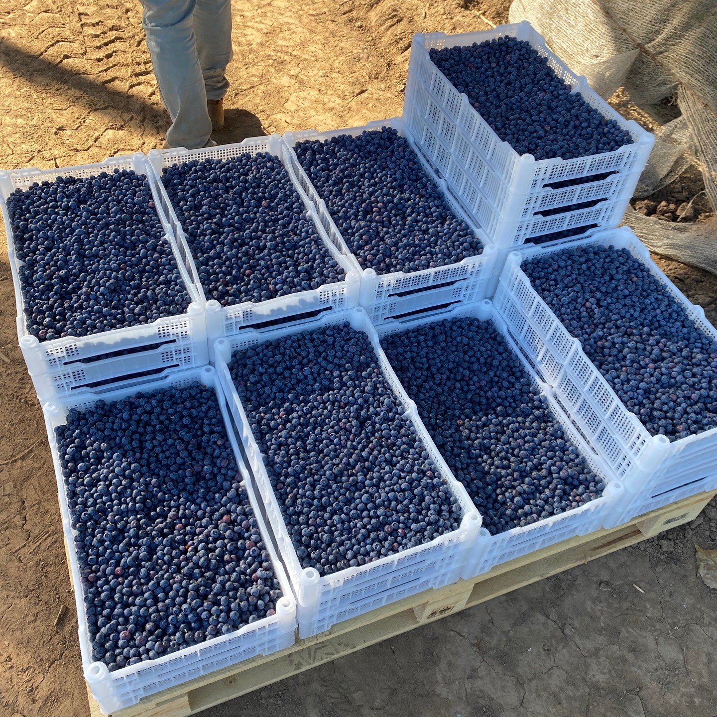 Bandejas de arándanos recién sacados de las plantas