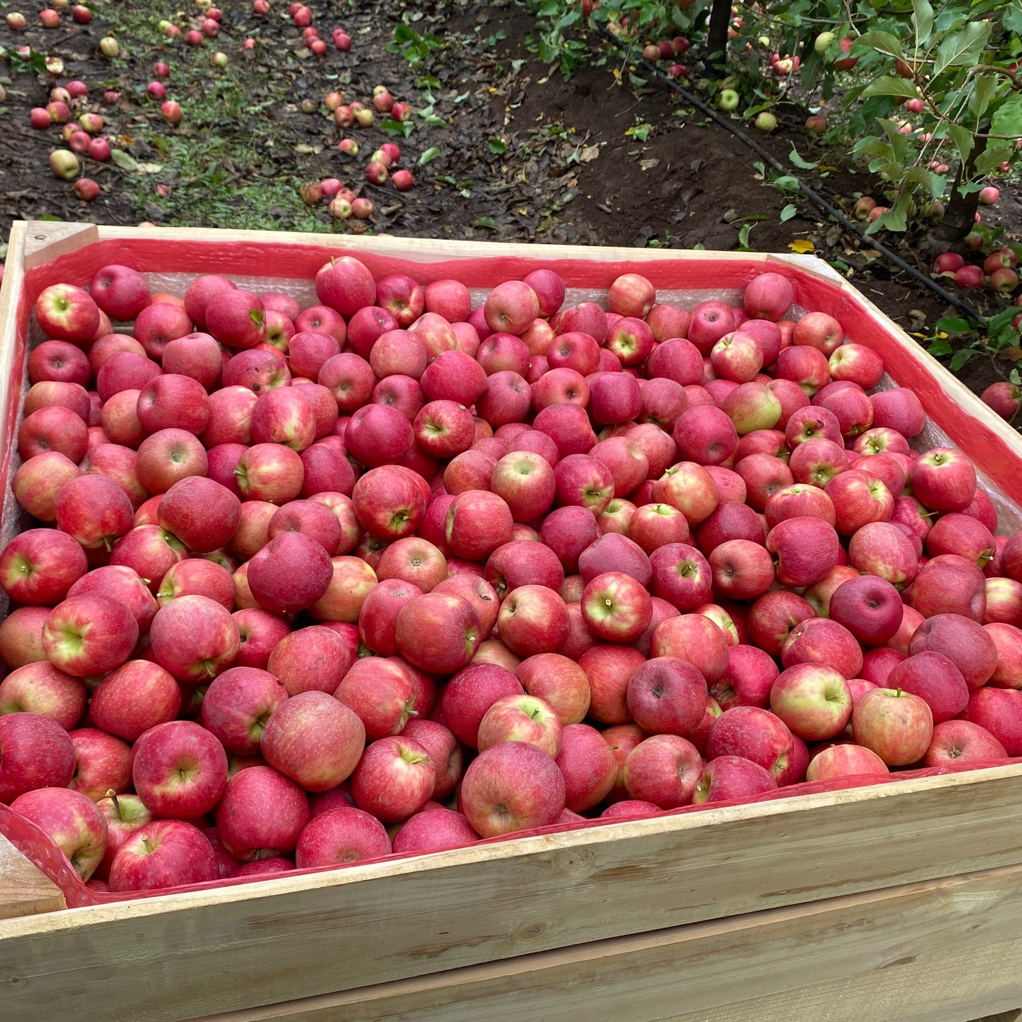 Cosechadas nuestras manzanas