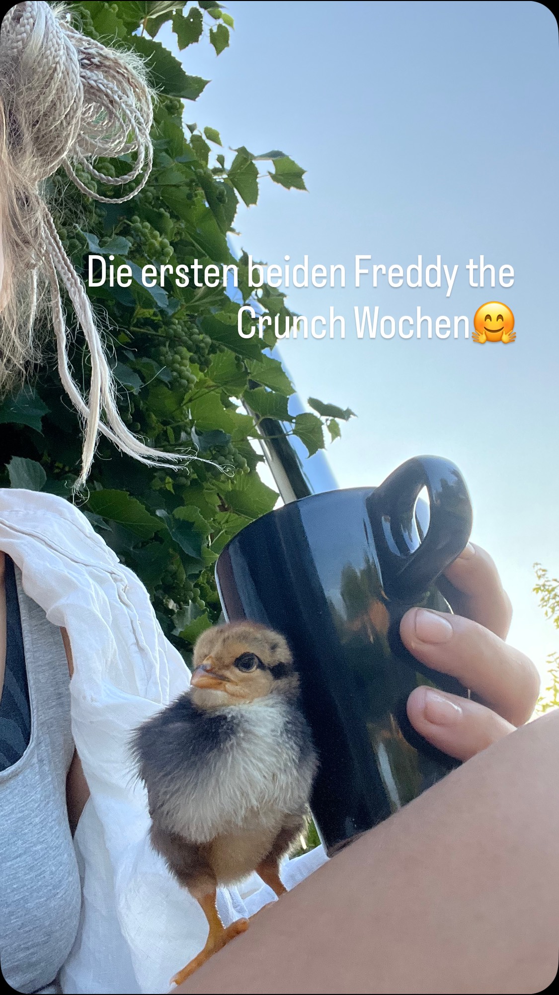 So schnell wird man vom Küken zum Haushuhn🤷🏼♀️
Nachdem unser kleiner Zwerg ja Mensch und kein Hahn ist, und uns nicht mehr von der Seite weicht ist er jetzt einfach überall dabei.
Wie andere ihre Hunde überall mit dabei haben, ist es bei uns jetzt Freddy.
Jeder ist mal mit Babysitting dran, darum erlebt der kleine Zwerg jede Menge Abenteuer
Und es ist einfach zu putzig wie selbst der grimmigste Mensch beim Einkaufen sich ein Lächeln nicht verkneifen kann wenn er den kleinen Mann im Wagen piepsen hört.
Er mischt unseren Alltag auf jeden Fall ziemlich auf 😅🙈
#freddythecrunch #huhn #hahn #küken #haustier #haushuhn #bauernhof #tierliebe #farmlife #geflügel #giggerl #chicken #crunchy #landkreispassau #permakultur #bauernhofleben🐶🐴🐱🐔 #familie #shopping #autofahren #traktor #babyboy