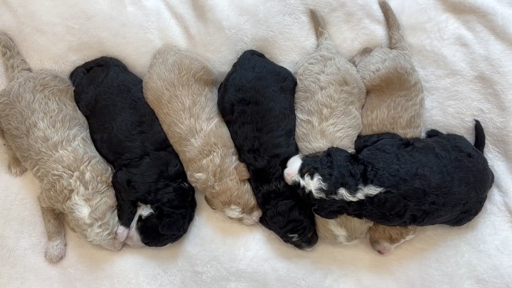 Puppy overload! 🥰🥰🤪. #puppies #goldendoodles #bernedoodle #goldenmountaindoodle #puppylove #floridadoodles #doodledogs #dogs #mini #puppiesofinstagram #ilovepuppies #goldendoodlesofinstagram #bernedoodlesofinsta