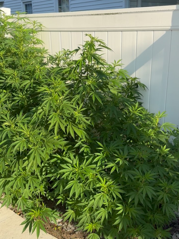 Daily update!
-How I pollinate
-Flowering Times
-TALL PLANTS
Hope everyone has a great FRIDAY! I’m going camping this weekend under the stars ✨
So much love!