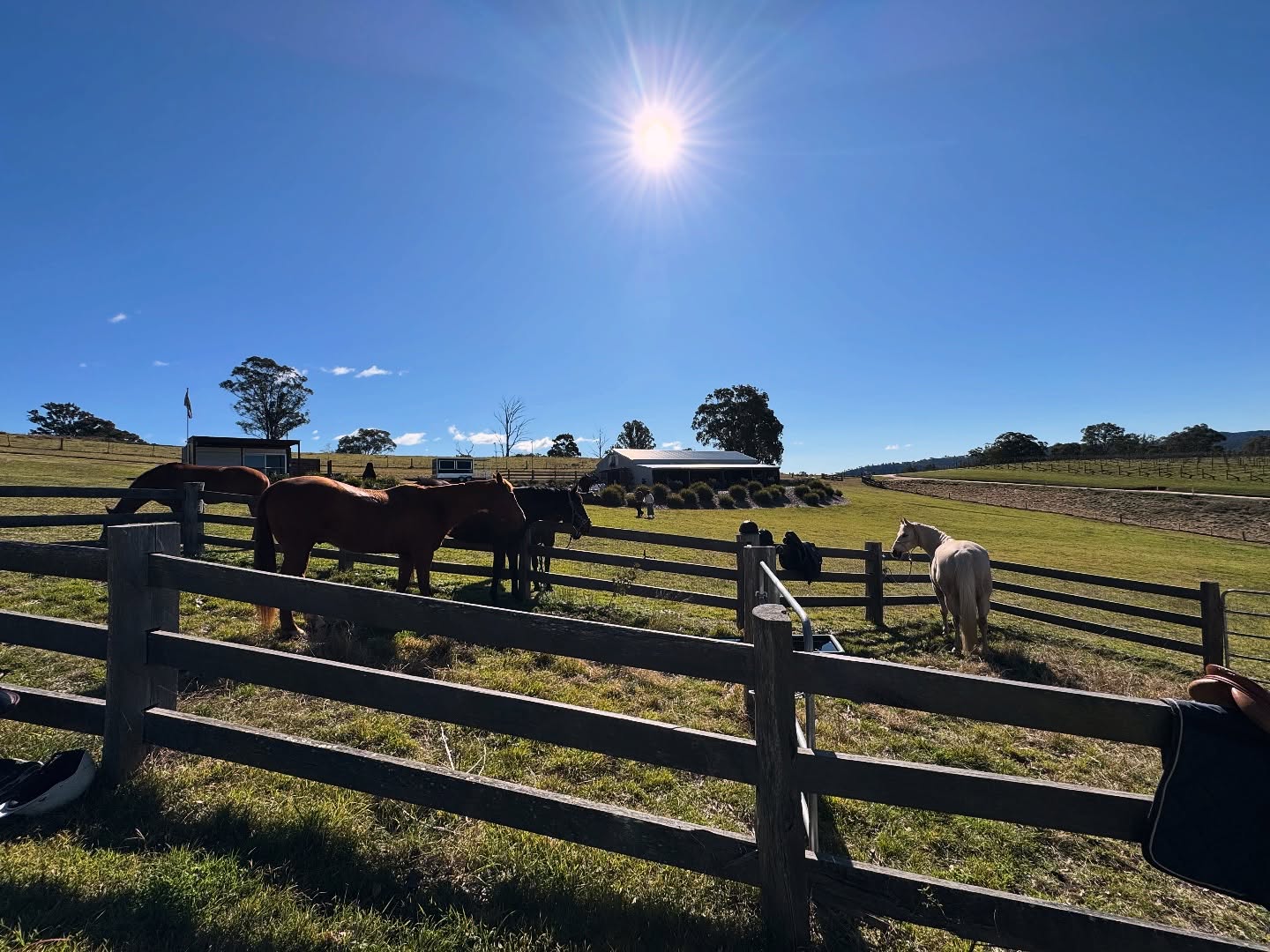 Our favorite kind of visitors—horses and their riders—trotting in for a wine tasting 🐴✨🍷 #megalongcreekestate #megalongcreekestatewines #megalongcreekestatebeer #bluemountainsnsw #bluemountainswine #horsesandwine