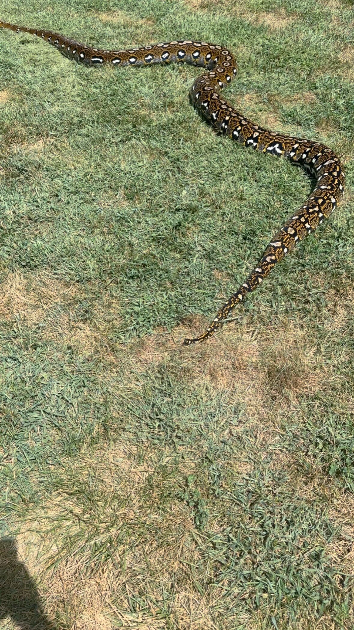 My best looking snake!