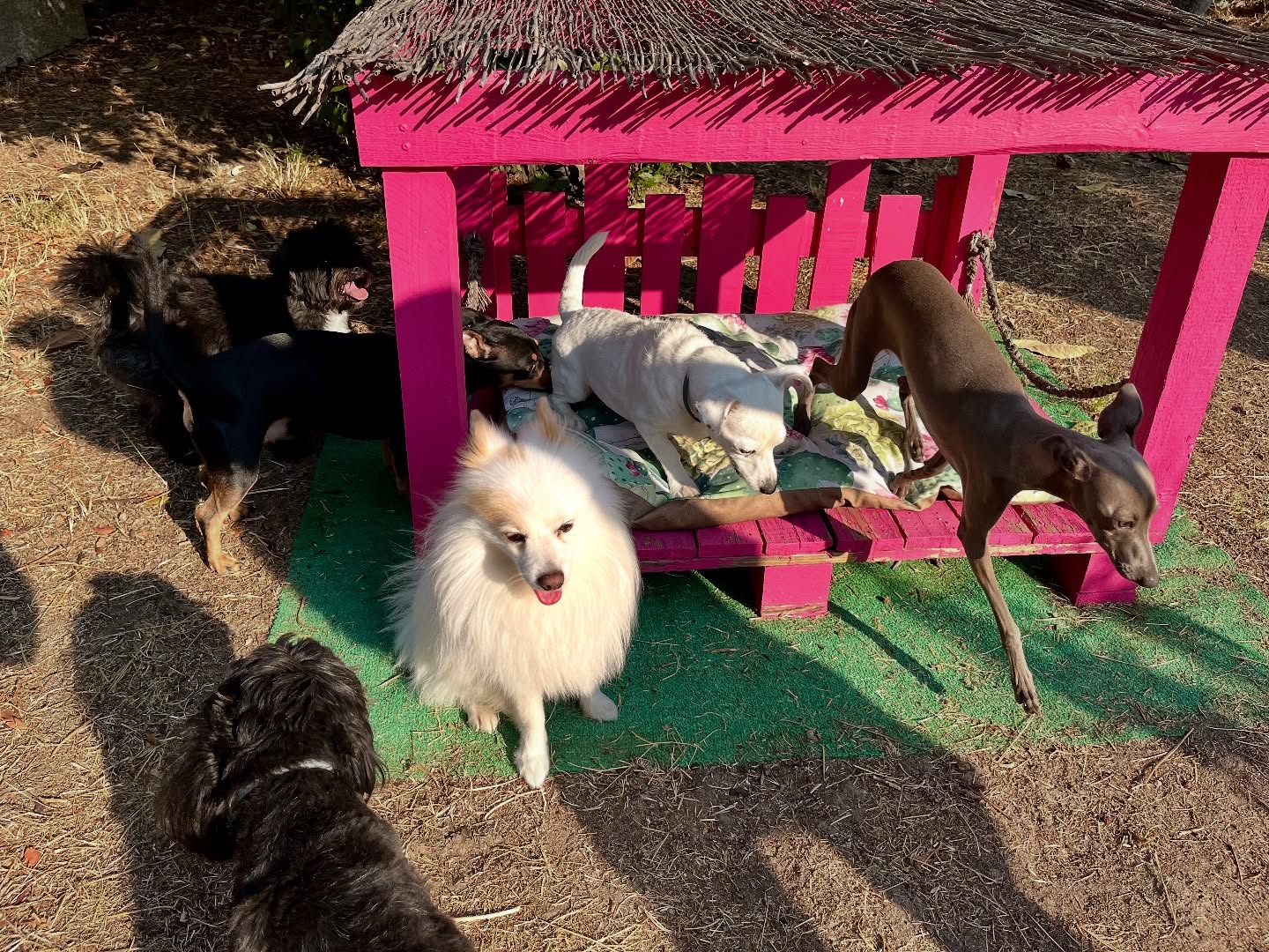 #cuidadoresdeperros #madrid #mascotas #españa #igersmadrid #perros #dogs #dogsofinstagram #perrospequeños #dogslife #dogfriend #fotosdeperros #comoencasa #vacaciones #doglover #pomeranian #chihuahua #caniche #bichón #bichonmaltes #shitzu #shitzulovers #pomerania #pomeraniaespaña #verano #verano2025 #summer