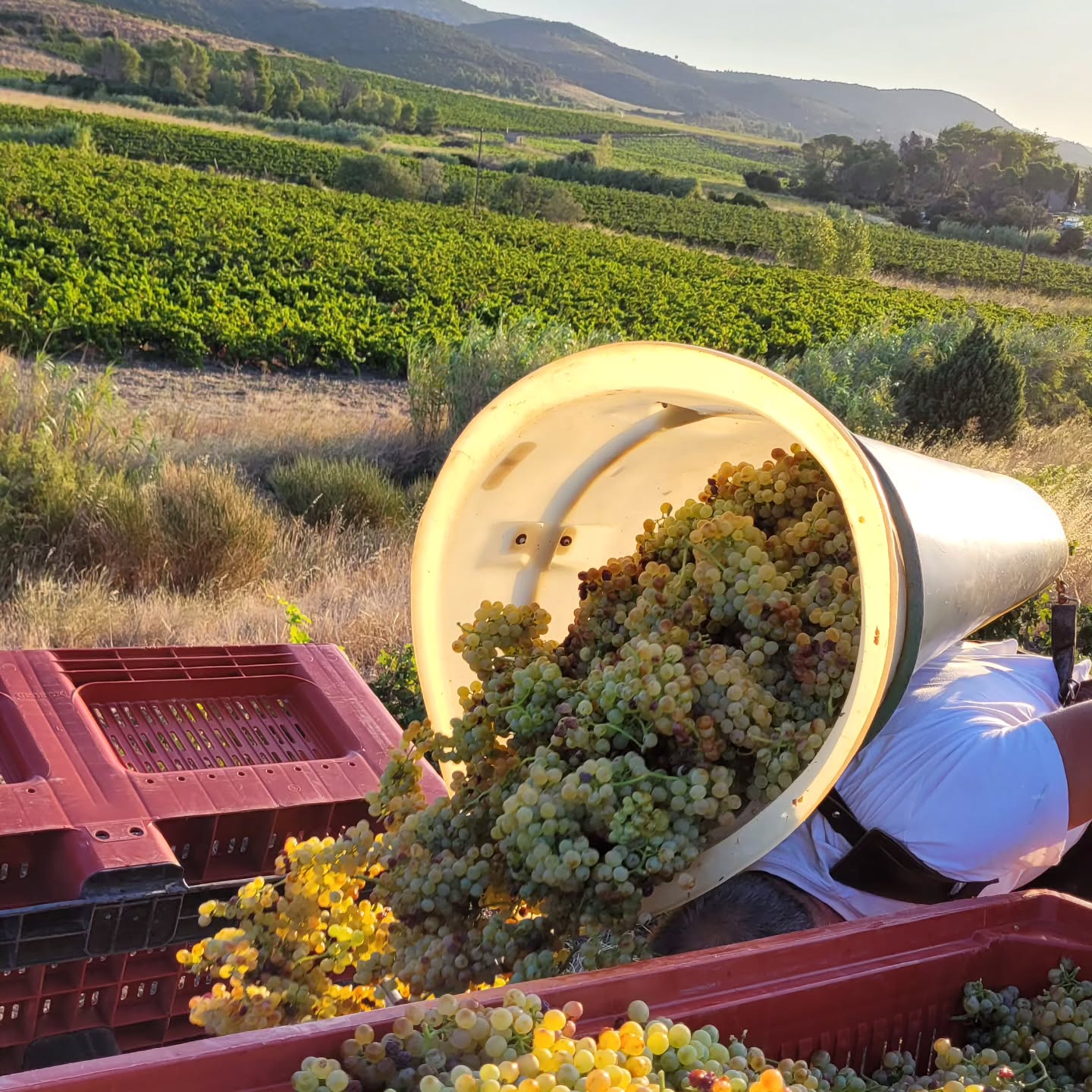 J1 vendanges 2025 à la Toupie! A la Devèze...
#domainelatoupie #vendanges #roussillonwines #vendangesmanuelles