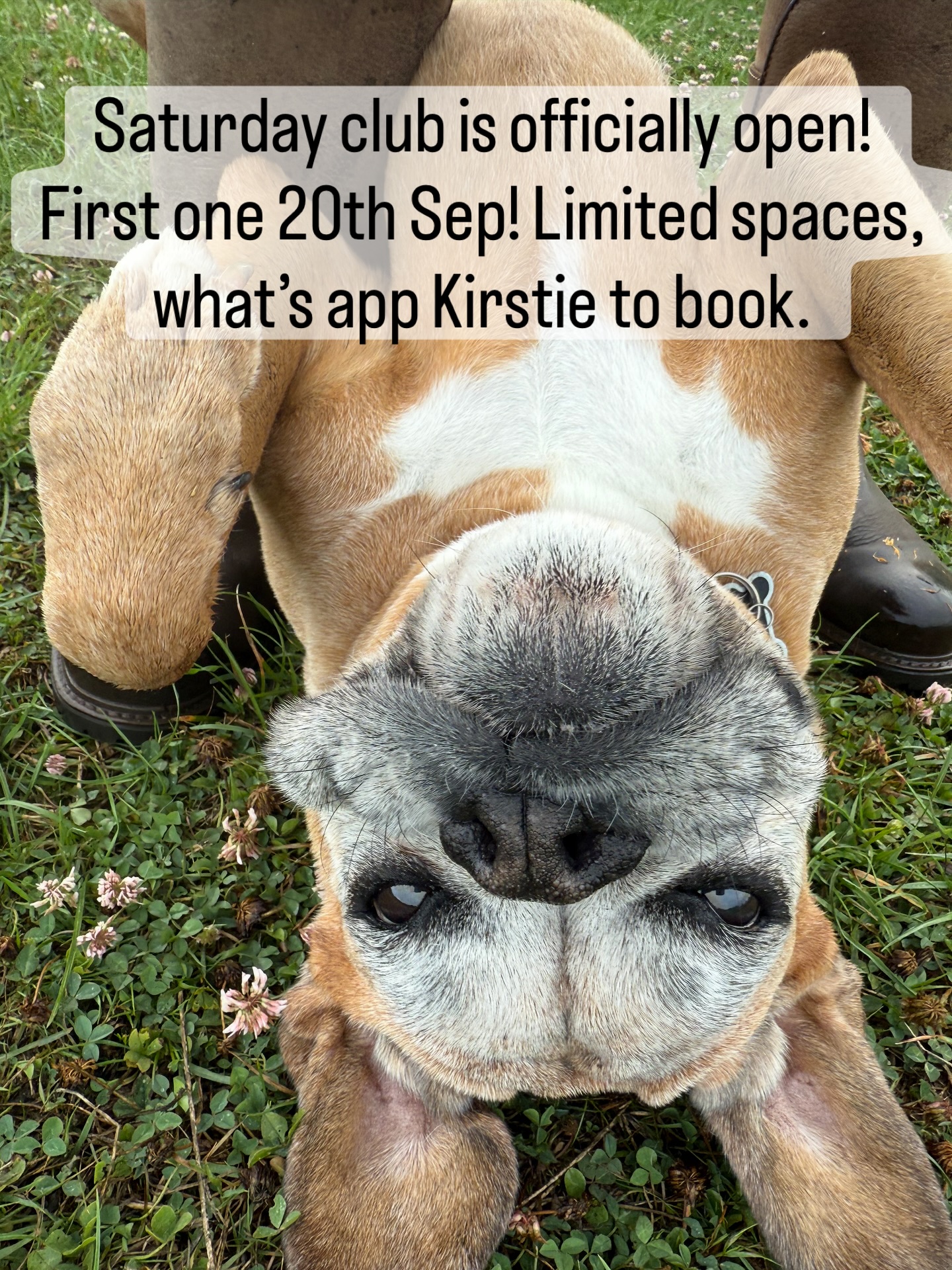 Our first ever Saturday Club will be on 20th September! Enjoy a guilt free family day out knowing that your dog is happy and well exercised. Very limited spaces so book early. Pick up and drop off as normal. What’s app Kirstie for prices and more details.