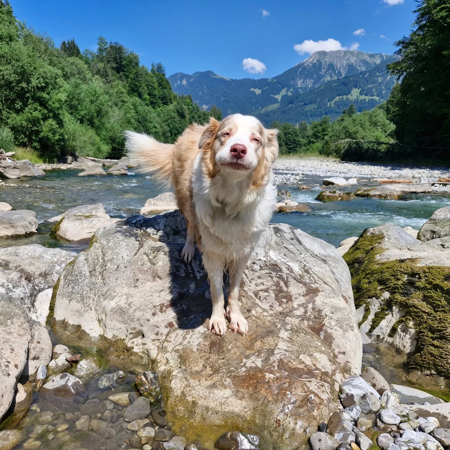 ☀️Urlaub☀️
Vom 26.08. bis 09.09. gönnen wir uns eine Pause, um ein bisschen durchzuatmen, Energie zu tanken und neue Ideen für euch und eure Vierbeiner zu sammeln. 🐾✨
In dieser Zeit kann es sein, dass wir nicht sofort auf Nachrichten reagieren – wir bitten euch um ein wenig Geduld.
Wir freuen uns schon darauf, ab dem 10.09. wieder voller Tatendrang für euch da zu sein, mit neuen Lieblingsstücken, frischen Ideen und natürlich ganz viel Liebe für unsere handgefertigten Leinen und Halsbänder. 💛
Danke, dass ihr Teil unserer kleinen, tierischen Welt seid – wir schätzen eure Geduld und freuen uns schon sehr, euch nach unserem Urlaub wieder zu begeistern! 🌸
#Urlaubspause #WirSindBaldZurück #HandgemachtMitLiebe #ZeitFürVierbeiner #FrischeIdeen #ShopUpdate #Urlaub #hundeliebe ##hundeacessoires #hundeartikel #hundezubehör #hundeleinen #hundehalsbänder #dogs #dogsfashion #citydog #ilovemydog #wunschleinen