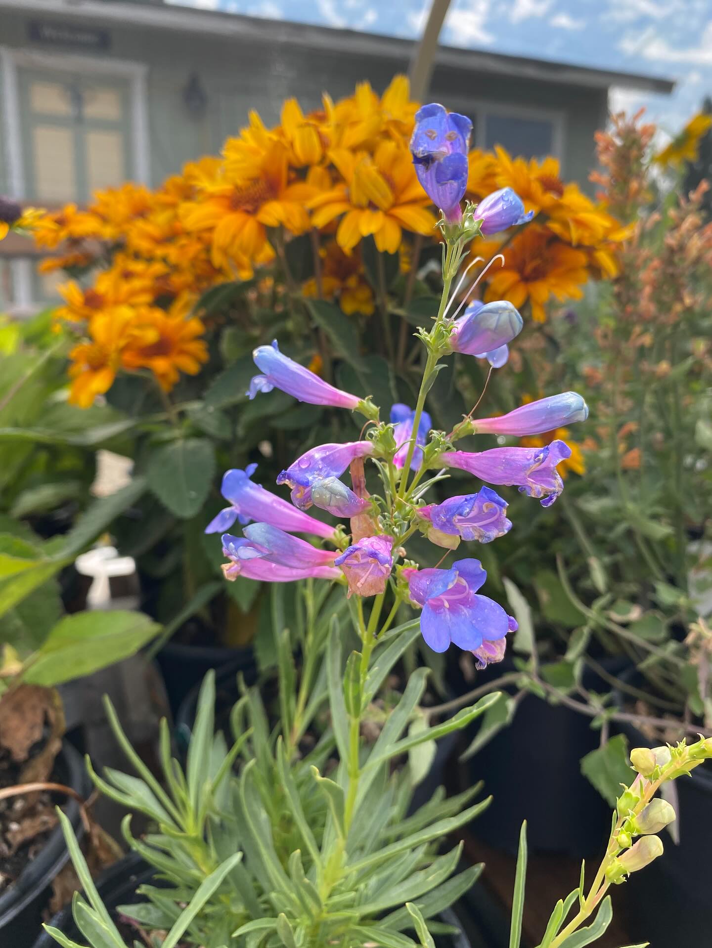 Some dreamy Penstemon colors 🤩🧚🏼♀️
Also known as Beardtongue, this perennial loves full sun and spreads seeds through spent flowers. They grow great in the high sierras and show off character in the garden
Come see the ones we’ve been growing!
Open:
Thursday-Monday // 9am-4pm
Tuesday & Wednesday // 9am-12:30pm
