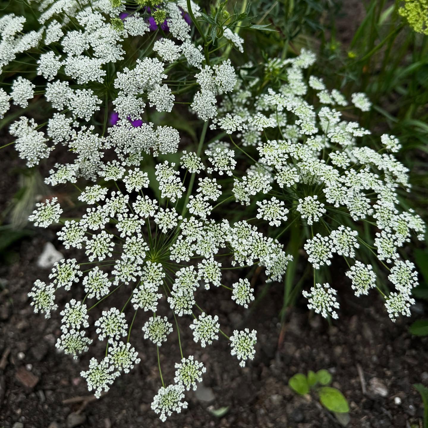 Definitely on the production list for next year. Ammi #cutflowergarden #cutflowers #plantsmakepeoplehappy
