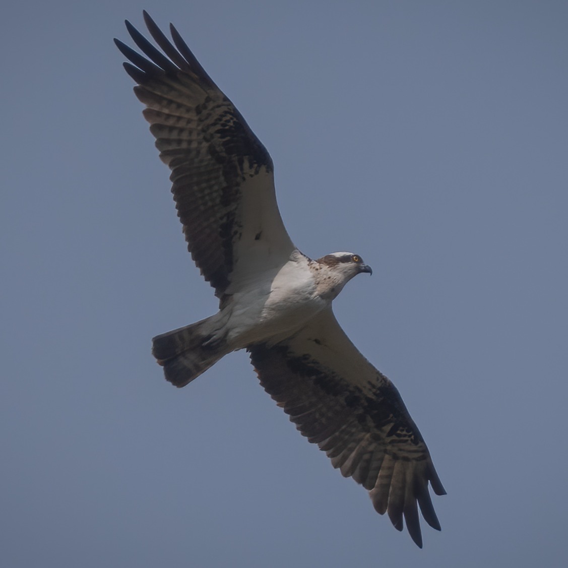 Not often I get to photograph an osprey locally. One of two that are frequenting a local trout farm. That's just a pick'n'mix for them... #birdsofinstagram #wildbirds #wildbirdphotography #naturephotography #yorkshire