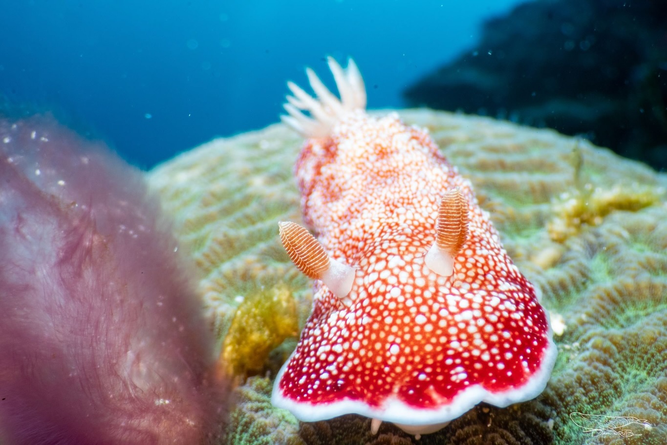 Huge thanks to @strubd – Daniel for sharing these amazing underwater shots during your dive trips with us! We’re lucky to have such a talented diver capturing the magnificent marine life around our dive sites here in the South of Cebu. 🌊
For bookings & inquiries:
Email: diveandstay@southseasbrdc.com
Whatsapp: +63 956 305 1200
.
.
.
.
#diveinsouthseas
#familyadventures
#housereefcafeandbar
#diveintoadventure
#UnderwaterAdventures
#lovethephilippines #ssbrdc #santander #cebu #philippines #santandercebu #staytasteenjoy #dive #snorkel #seac #divesouth #divecebu #divephilippines #adventure #islandlife #itsmorefunincebu #travel #moalboal #sardine #PADI
#ThankYou #UnderwaterPhotography #DiveLife