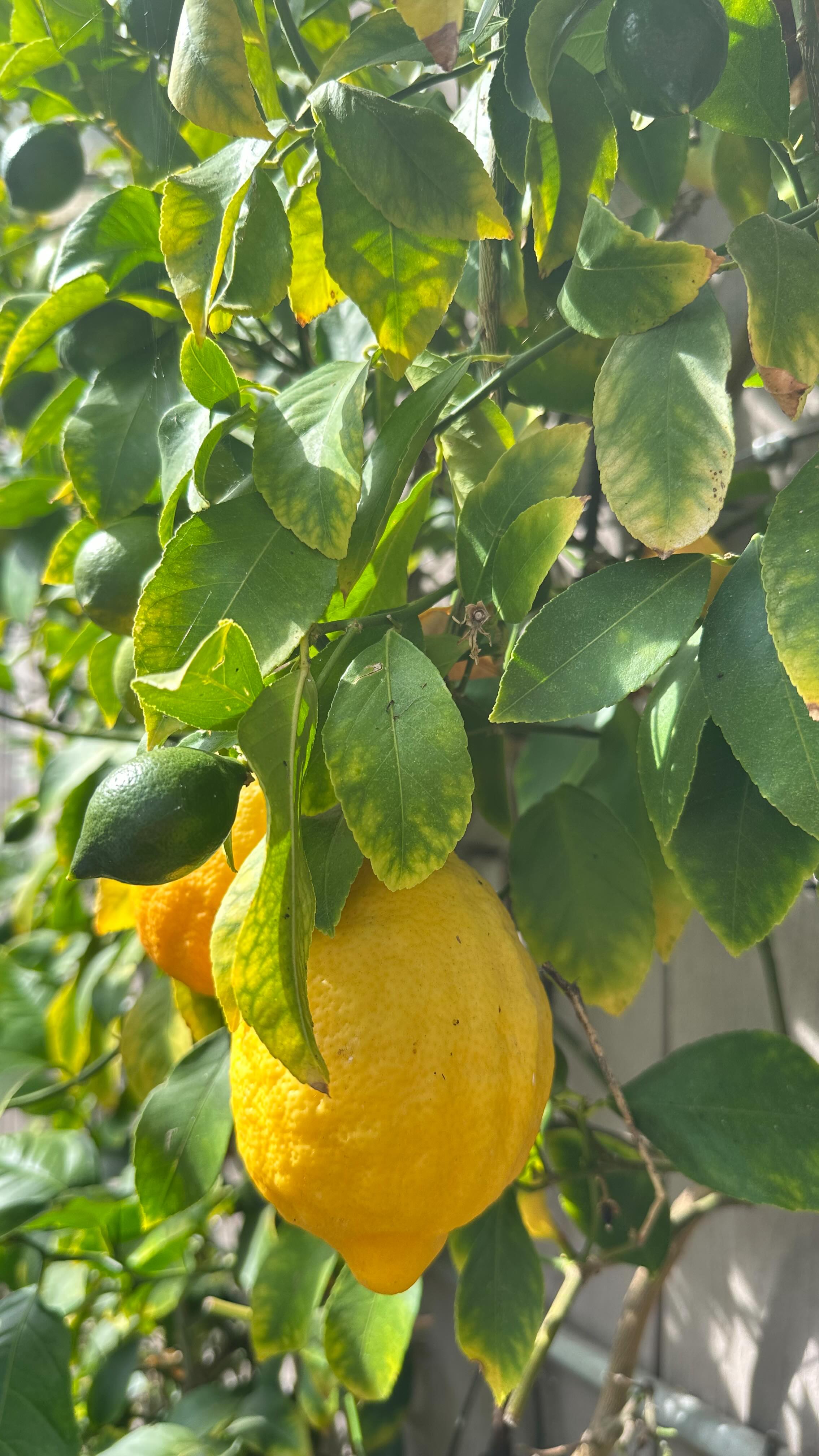 I got a sneak media peek of some of the amazing North Saanich food producers that you can visit at the Flavour Trails Festival (Aug. 23/24), a chance to enjoy true farm-to-table experience and meet some of your rural neighbours. Start your agritourism tour at the Sandown Centre for Regenerative Agriculture, with eight small farms on site growing vegetables and flowers, community gardens and a co-op farm market. At Fruit Trees and More, local orchard whisperer Bob Duncan will tour you through his compact collection of 100 exotic fruit trees, and explain how anyone on Vancouver Island can grow Meyer lemons, juicy navel oranges, kumquats, loquats, figs, olives and even avocados! If you’ve never met Bob, a local legend, this is your chance to learn from the master, and buy a potted tree at this unique nursery, or a jar of their own marmalade. At Millstone Farm they’re milling gluten-free grains like teff, millet and rice, and baking beautiful crusty sourdough breads, with plans for a baking school in their pretty farm shop. Then head to Violet Grove Farm for a chocolate “mini tour” with Molly and Marc Geisby ($30 pp) to taste and learn about their flavoured bean-to-bar chocolate. Sip some unique, small-batch spirits at Best Coast Distillery, where they’re using island-grown grains and their own sorghum and agave to create whisky, bourbon, flavoured spirits like spicy Wild Fire, and Canada’s first homegrown rum and mezcal-style Agaveh. Check it all out at FlavourTrails.com or pick up a map at participating farms, and take a tasty afternoon drive! @FlavourTrails @sandowncentre @violetgrovefarms @millstoneorganics @bestcoastdistillers @northsaanichfarmmarket @ficklefigfarmmarket @victoriaciderco #eatlocal #islandlifestyle #vancouverislandfarm #foodieroadtrip #foodwriter