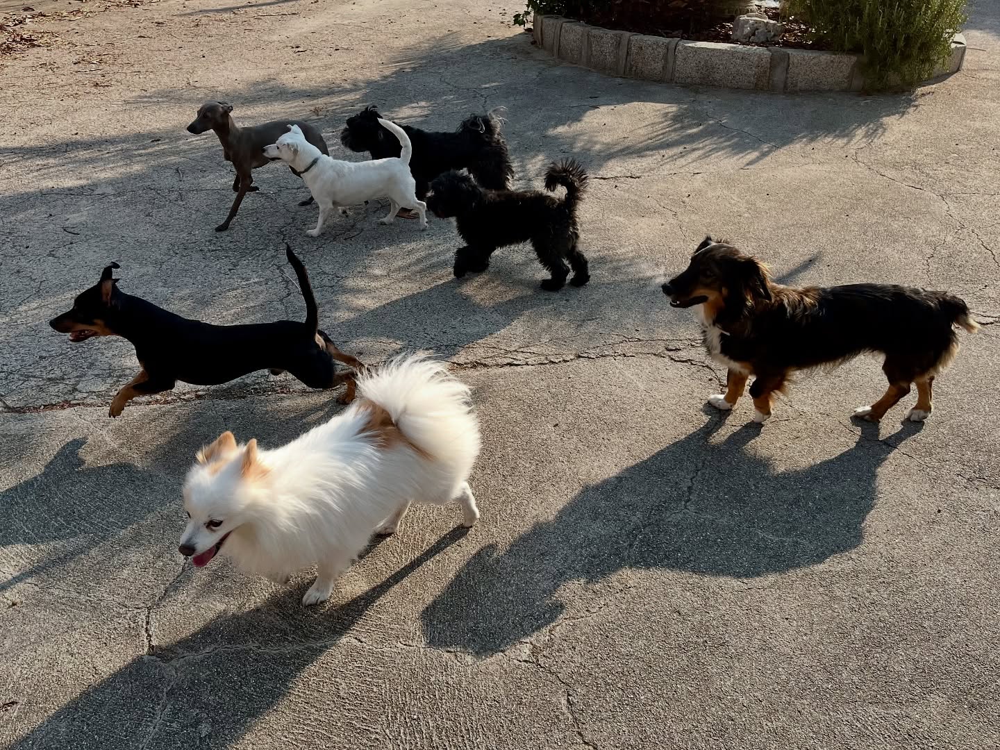 #cuidadoresdeperros #madrid #mascotas #españa #igersmadrid #perros #dogs #dogsofinstagram #perrospequeños #dogslife #dogfriend #fotosdeperros #comoencasa #vacaciones #doglover #pomeranian #chihuahua #caniche #bichón #bichonmaltes #shitzu #shitzulovers #pomerania #pomeraniaespaña #verano #verano2025 #summer