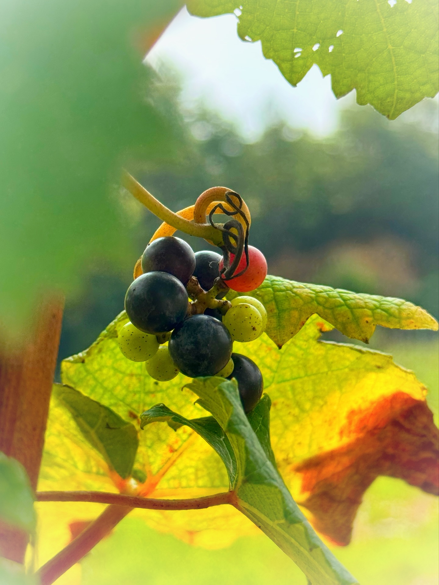 莉蕾メンバーシップ2025
受付は8/26までになります。
長い時間をかけて考えてきた今年の定期便、あと少しで届けられるのがワクワクで仕方ない、感謝と嬉しい想いでいっぱいです。
気になる方は、プロフィールのホームページから詳細をご覧いただけます。
「莉蕾」で検索。
【莉蕾|ReLive vine】
岡山県高梁市でぶどう農家をしている @itsuki_ll が、ワインの風景を歩んでいく日々を記録。現在樹齢と研修二年目。蕾から美しい花実が生まれるように、いつの日か、この日々が、ワインやその先の風景に繋がっていくようにという祈りを込めて「莉蕾(りらい)」と名付けた。
ReLive vine with @itsuki_ll documents the daily life of a grape farmer in Takahashi City, Okayama, Japan, as they walk alongside wine. Currently in the 2nd year of both vine age and training, the hope is to one day create grapes and wines that evoke the memory of the landscape. With a prayer that this will eventually lead to an unrecognizable landscape, the endeavor was named "ReLive vine".
#ワイン #農家 #醸造 #ぶどう #農業 #自然 #秋田犬 #甲斐犬 #岡山 #日本の風景 #Wine #Winemaking #Grapes #Farming #Nature #Akita #KaiKen #JapaneseLandscape #Vin #Vinification #Raisin #Agriculture #ChienAkita #ChienKai