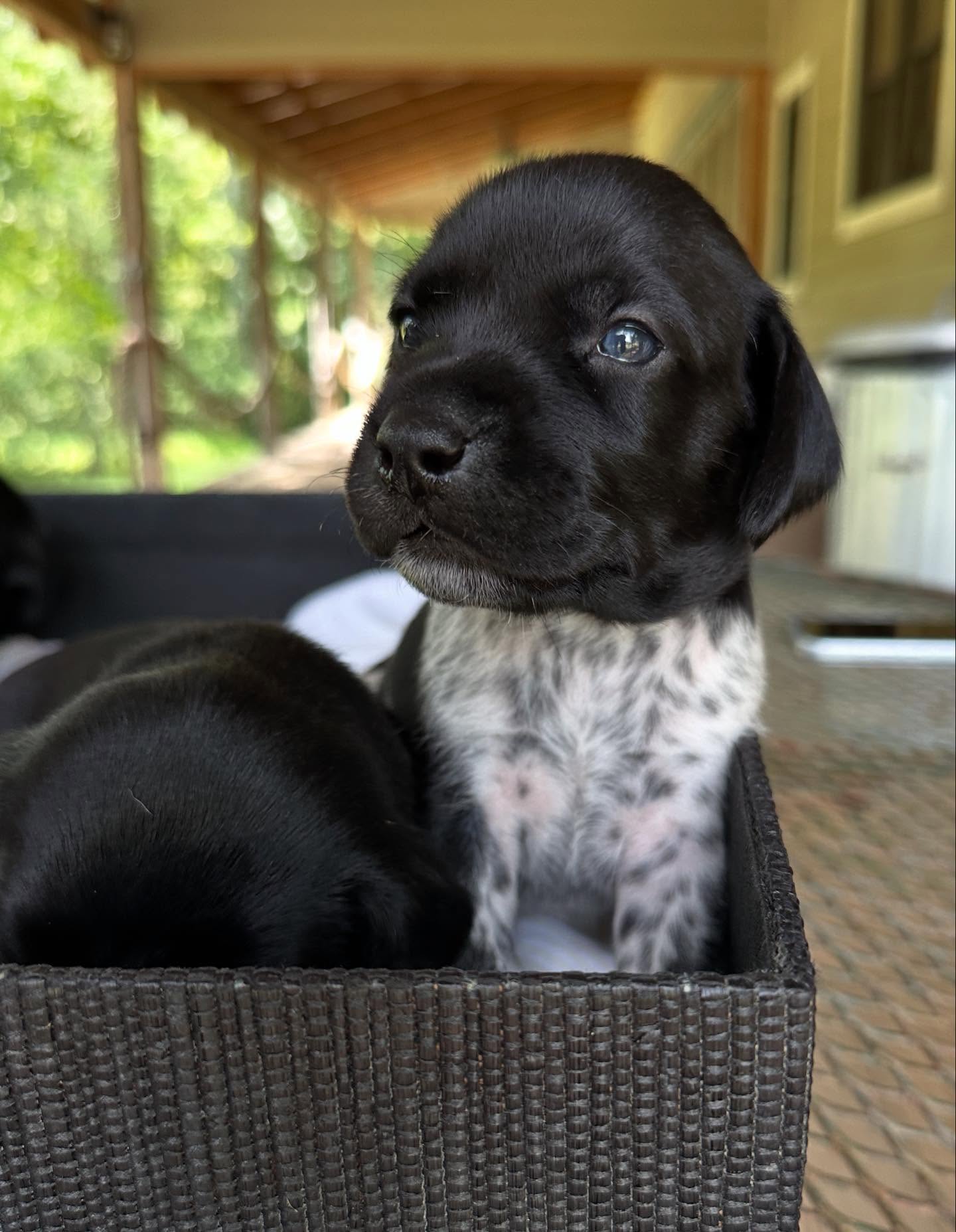 Katch, GSP, litter > Just over 2wks old > 3 male, 3 female.
.
.
.
#schillingsgundogs #schillingsgundogstraining #sgdtraining #akcbreeder #schillingsgundogslitter #sgdlitter #sgdlitter_katch #germanshorthairedpointer #gspofinstagram #puppiesofinstagram