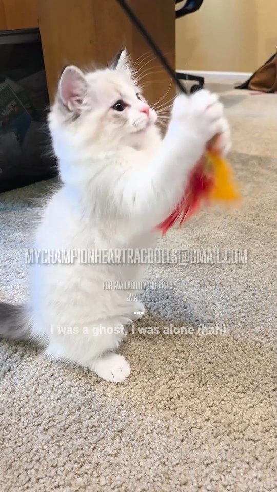 🚫No longer Available 🚫
Check website or email for availability. TICA and CFA registered breeder in California.
Seal and blue bicolors. 2 seal bicolor is lynx (male and female) and 1 blue bicolor is also lynx (female). All other are without lynx (stripes, also known as bands, on color portions).
Visit website, fill out required questionnaire and email complete form to MyChampionHeartRagdolls@gmail.com
🌐 MyChampionHeartRagdolls.com
Delivery through pet nanny, flys in cabin with nanny. Nanny meets receiving family at airport. Not affiliated or profit from pet travel nanny company.
#demonhuntercat #demonhunterscat #demonhunterskittens #MyChampionHeartRagdolls #kpop #kpopdemonhunters