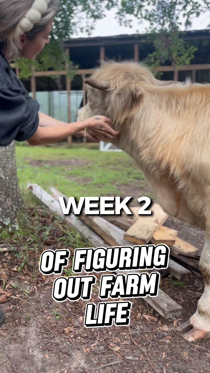 Yall!! This was a bit crazy and scary but a huge learning experience!
***FILL THE BUCKETS BEFORE YOU GET OUT THERE!!
Me and Cowboy made up in the end 🤍
#thesimplelife #farmlife #cowsofinstagram #minihighlands #minicows #highlandcow #feedtheanimals #dayinthelifeof #cowlife #cowbottle