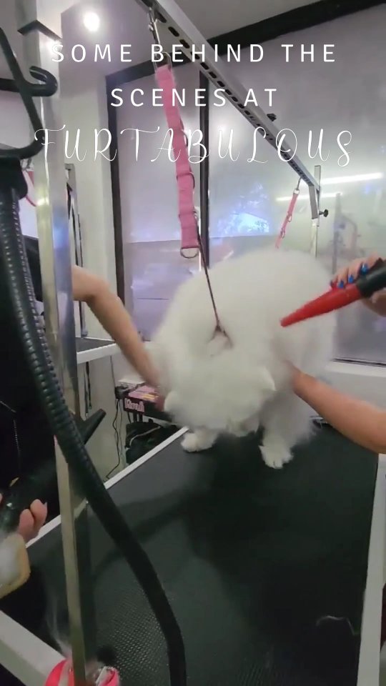 Behind the scenes at Furtabulous!
#perthpetsofinstagram #perthdogslife #dogsofperth #doggroomingperth #groomersofinstagram #applecross #perthdogfriendly #doggroomerlife #