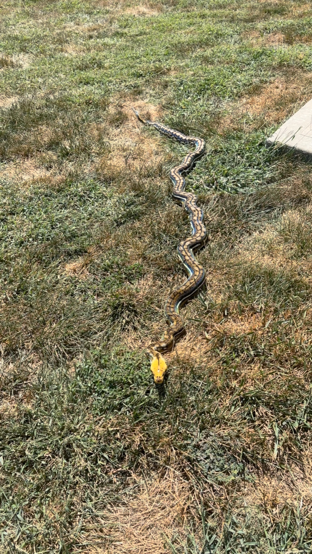 Had to take this beautiful Aztec Tiger out on this gorgeous day!! #nathanhessretics