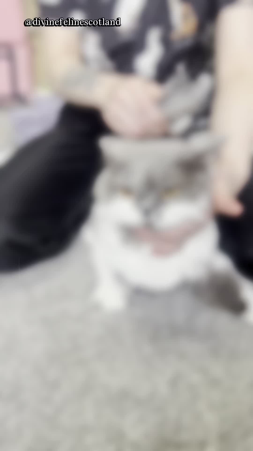 🐱Read Willow’s Story at: www.divinefelinescotland.co.uk/post/willows-story #catgroomer #catgrooming