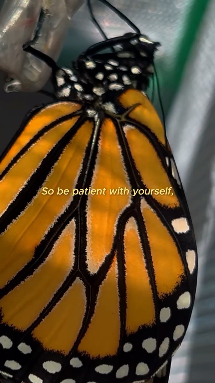 we’re all just caterpillars 🐛🦋
also thank you for 500+ butterfly friends!!
#monarchsmatter #monarchbutterfly #metamorphosis #caterpillar #chrysalis #inspirational #motivational #storytelling #vlog #butterflies #naturelovers #environmentalist