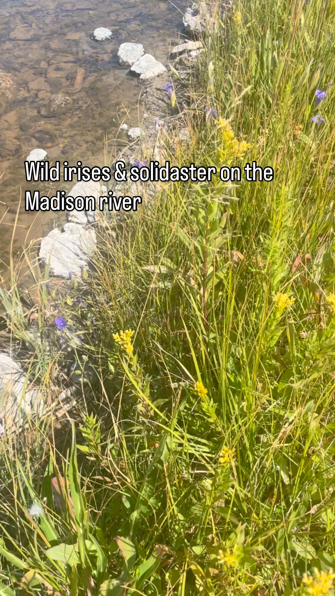 Who doesn’t take pictures of flowers in Yellowstone, come on!! Think of planting solidaster, goldenrod, what a gorgeous Kate summer flower #codywyoming #dosomethingyoulove #mylittleplantshop #zone4gardening #pollinators🐝 #yellowstonenationalpark🌲🐻🗻 #wildflowers