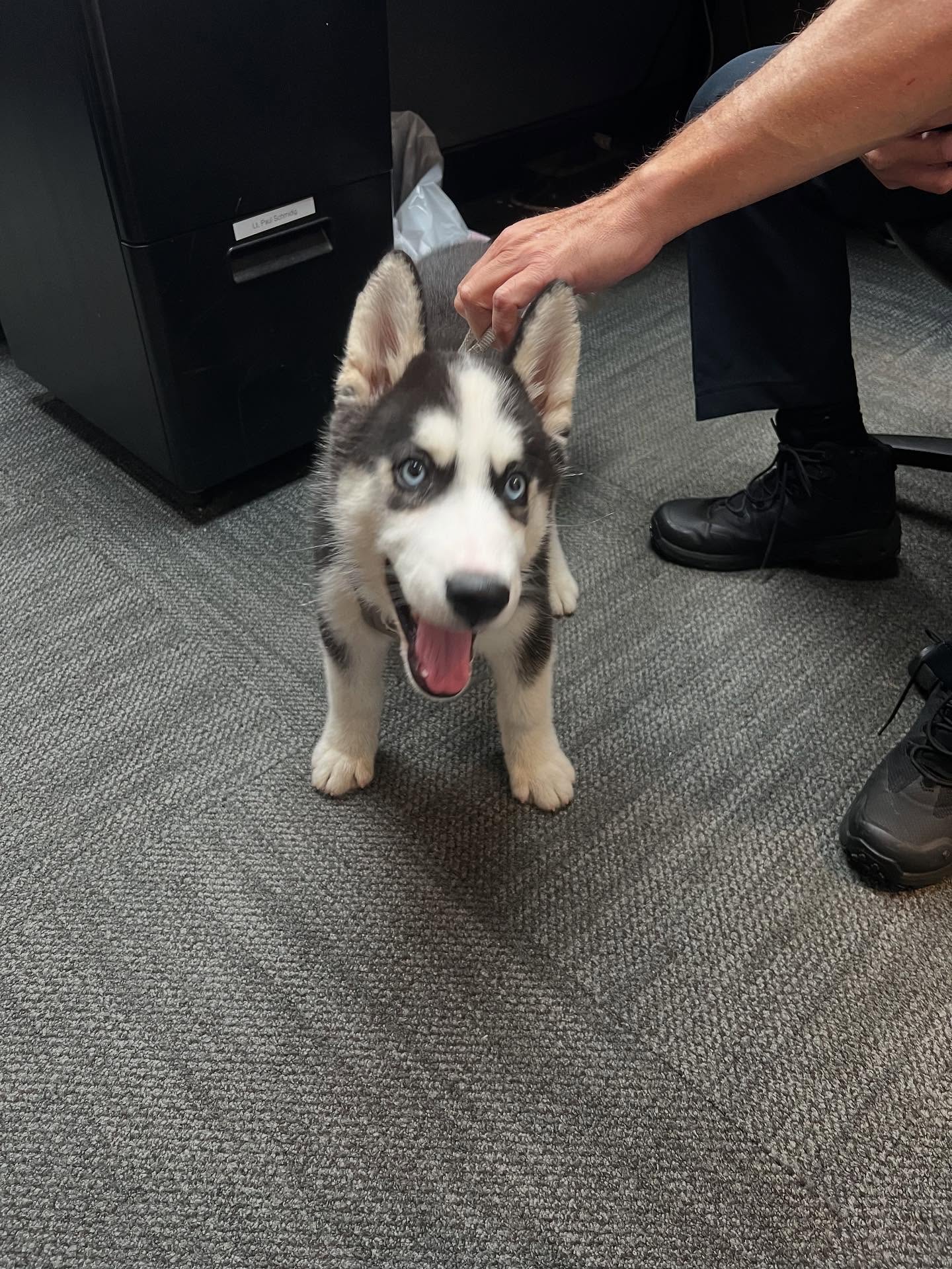Please help us find this good boy’s owner!! He was found near the area of Maple Ave and Sunset Road; and will be at Demarest Police Headquarters!!