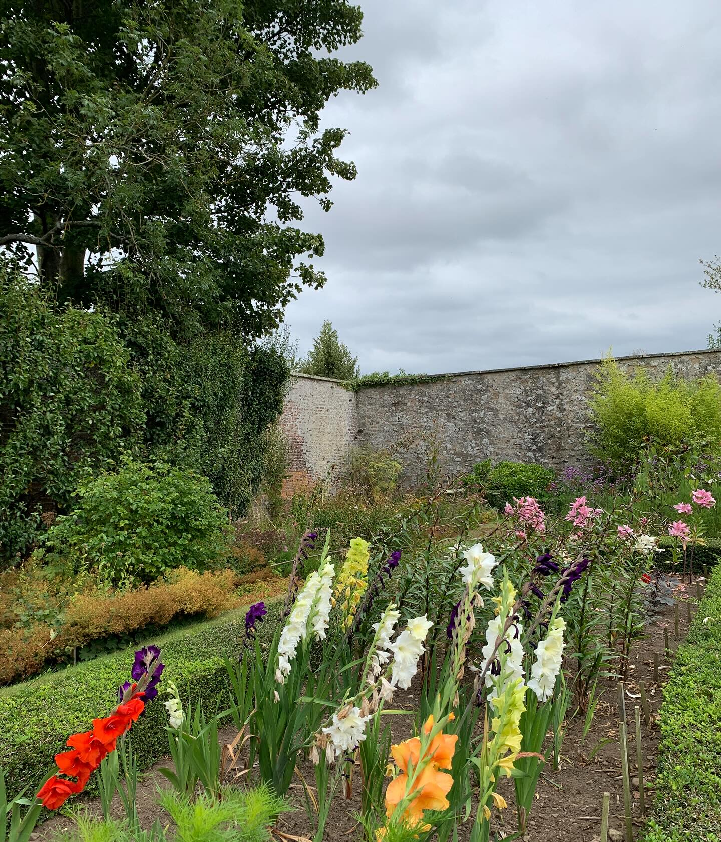 Gladioli in the Cuttings Bed. We’ve had a lovely gladioli harvest this summer. As champions of the deeply unfashionable, we’ve had these lime, purple and white corms in the ground for years, anticipating that each year’s blooms would be the last! We don’t lift the corms but they are planted in free-draining soil. Really not sure quite where the scarlet and peach ones came from, although you’ve got to love them!
If you’re interested in finding out more about our garden in South-east Scotland, you might like to read our regular blog. You can find the link in our profile bio or visit www.thescottishcountrygarden.com.
#gardenblog #garden #thescottishcountrygarden #scottishcountrygarden #gardenbloguk #scottishgardenblog #headgardenersblog #countrygardenblog
#gardenblogger #summergarden#scottishgarden #scottishgardener #gardenjournal #scottishgardenjournal #gardendiary #gardenersdiary #oldgarden #walledgarden #oldfashionedgarden #walledgardenblog #gardeninscotland #thegardeninaugust #augustgarden
#gardenwriter #ukgarden #gardensofScotland #gardensofgreatbritain