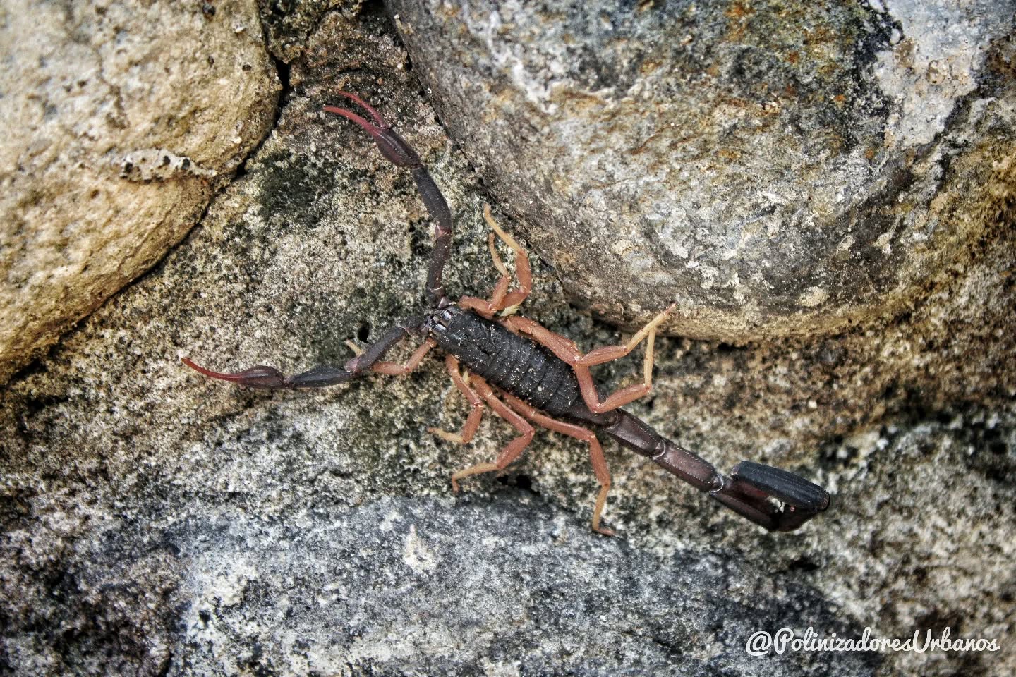 En algún lugar de Tuxtla Chico...
El alacrán 𝑪𝒆𝒏𝒕𝒓𝒖𝒓𝒐𝒊𝒅𝒆𝒔 𝒈𝒓𝒂𝒄𝒊𝒍𝒊𝒔 es un animal muy incomprendido. Todos se alegran al ver mariposas o aves cantoras, pero normalmente cuando vemos un escorpión 🦂 lo primero que sentimos es miedo.
Sin embargo, los alacranes cumplen un papel ecológico fundamental: controlan poblaciones de insectos como grillos, cucarachas y otros insectos, ayudando a mantener el equilibrio natural.
Recordemos que cada especie tiene su lugar en la naturaleza y que la biodiversidad depende también de aquellos seres que no siempre consideramos “bonitos” o “agradables”. 🌿🦂
#biodiversidad
#educacionambiental #tuxtlachico