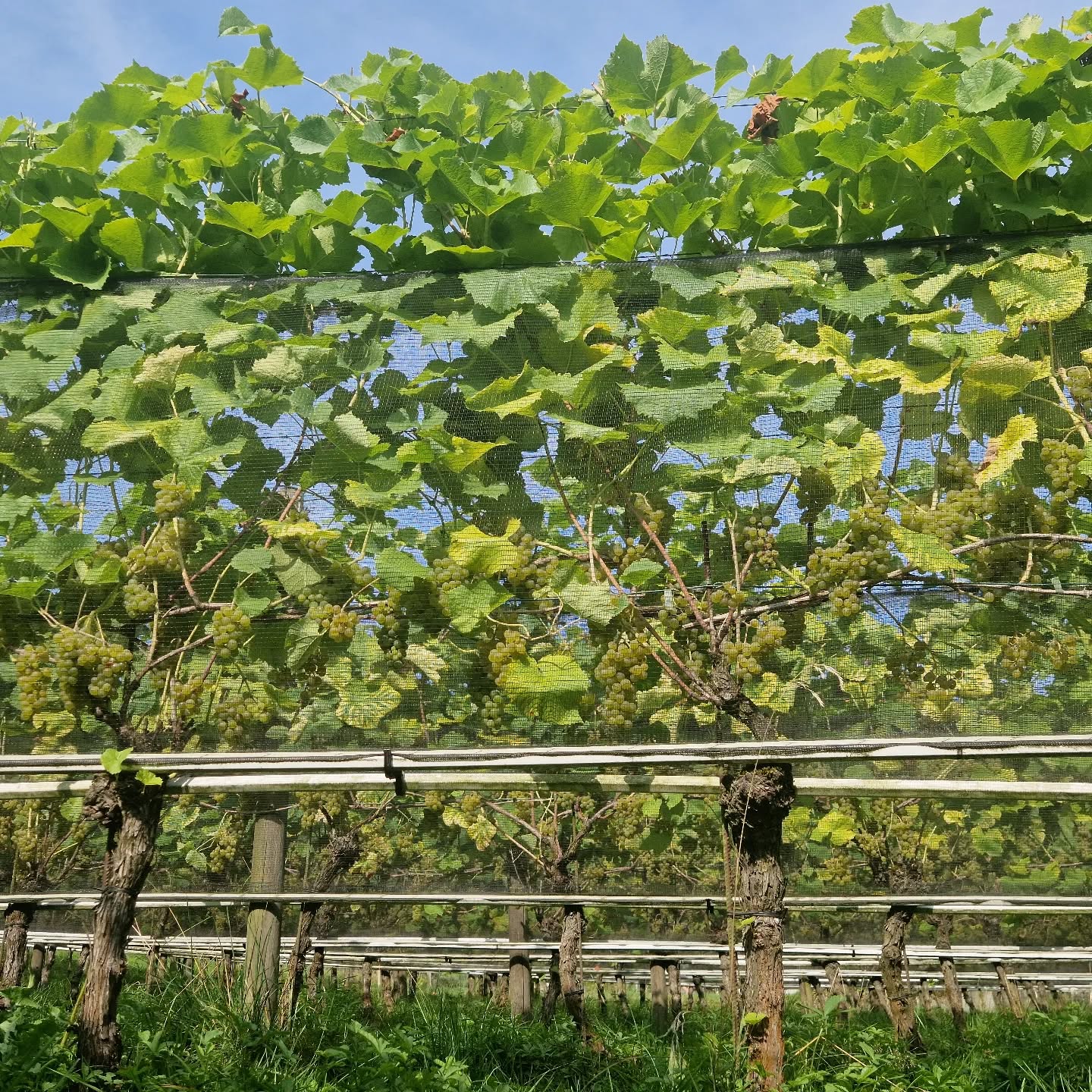 Und schon wieder sind wir in den finalen Tagen und die Solaris Ernte steht kurz bevor 🤩.
Übrigens schmeckt der Solaris nicht nur im Glas, sondern auch direkt zum Naschen🤫.
.
.
.
.
#seeburghof #luzern #zentralschweiz #weinzentralschweiz #biowein #swisswine #regional #piwi #2025