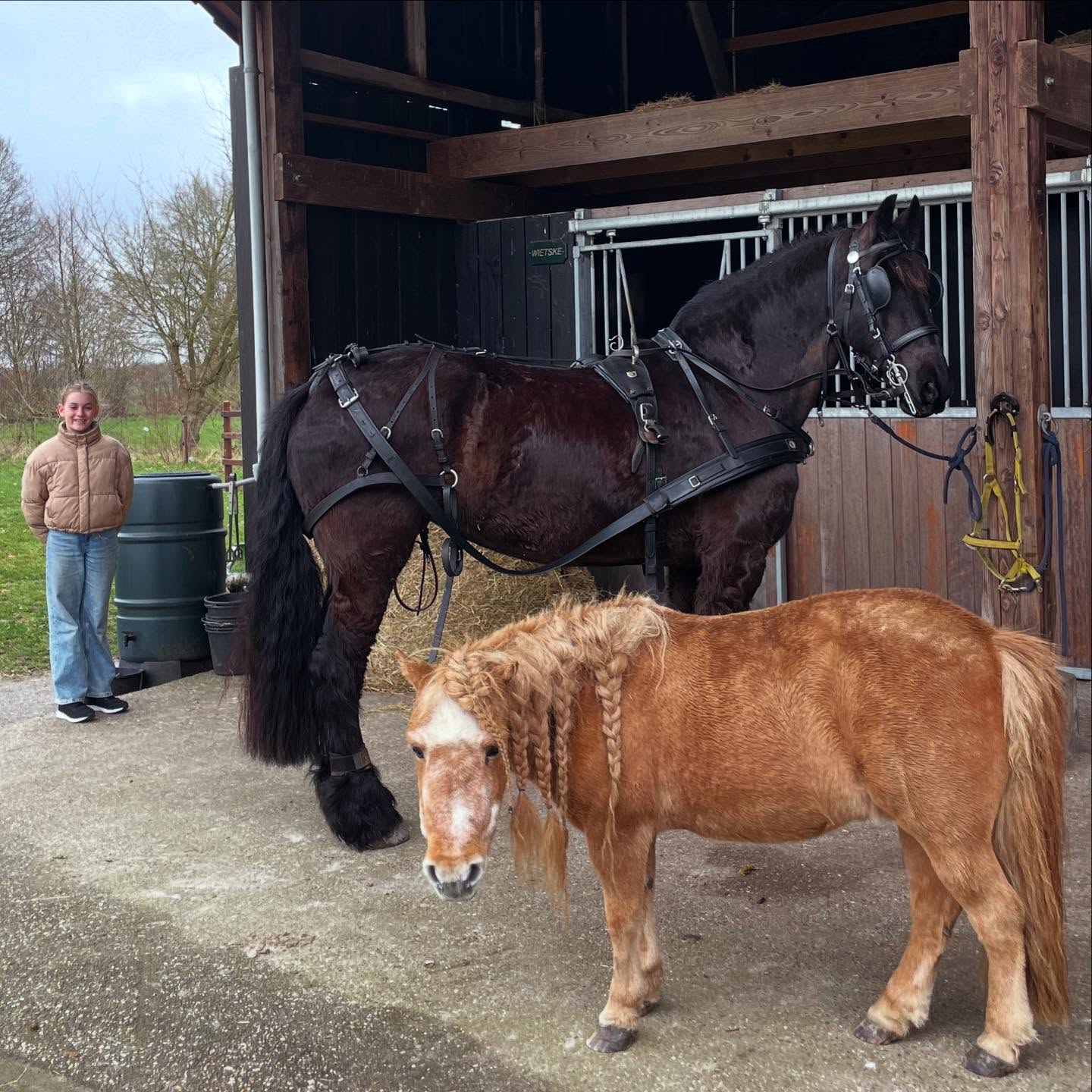 Headed out on a carriage drive through the heath fields with a Friesian (3/25/23)