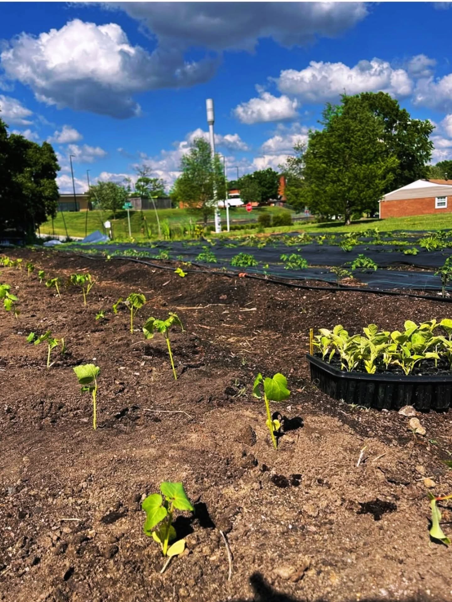 Now you have more options when giving to the church via @tithe.ly!
It's easier than ever to designate your donation to @peacefulseedsfarm
or the Freedom Fridge! Of course, you can always choose general offering and make a note in the memo section. Thank you for your generosity in supporting the ministry of Prince of Peace Lutheran Church and our aligned community partners. https://get.tithe.ly/online-giving-for-churches#/tithely/give-one-time/623049