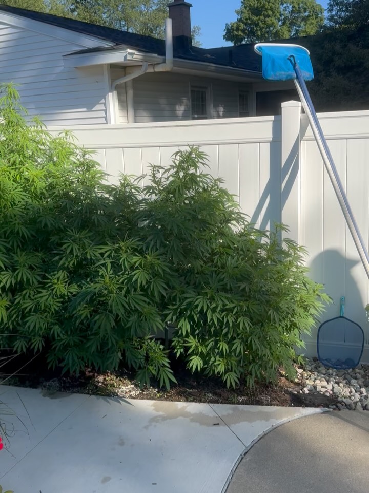 Daily Morning Update:
-Green buds n Purple Hues
-a perfect Pollination!
-Cruise Control