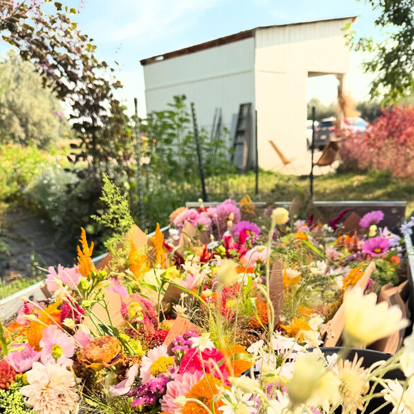It’s Sunday today.
Our day off on the farm. It doesn’t mean that we don’t work, but it does mean there’s no timeline and rushing, it means we get to enjoy our work, literally stop and smell the flowers.
This morning in the rows I was thinking about what next year would look like, and what we could do best this year to embrace the last two months before we get a good freeze.
it’s been a beautiful year so far. A Cool wet spring that really allowed the flowers a great head start!
How has the 2025 growing season been for you?
