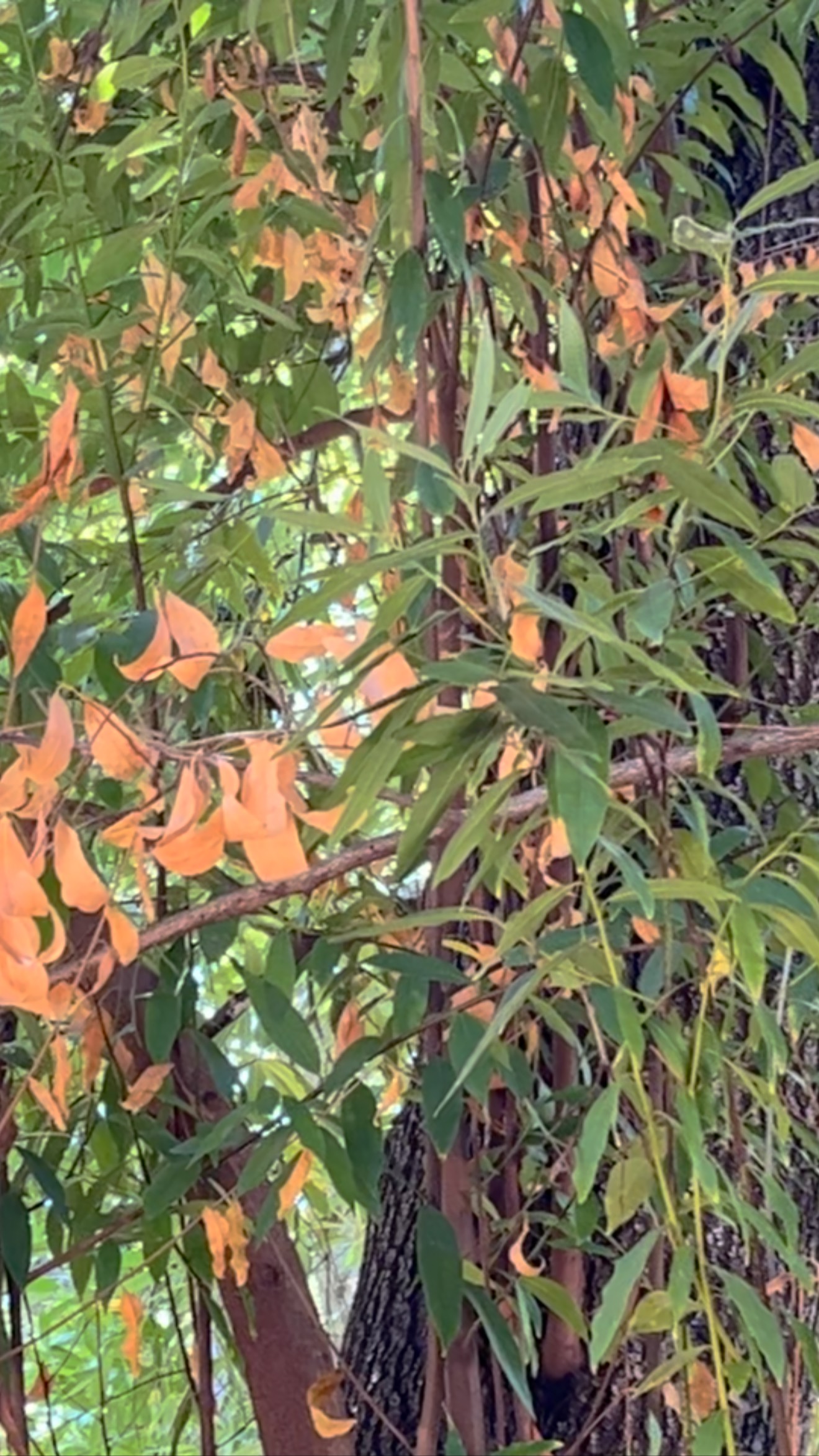 Did you know that opossums are great climbers? This is why their prehensile tail is so important! Their tail helps with balance when they are navigating tricky territories. When getting ready to release opossums, we make sure they exhibit behaviors, such as this little tree climber, that will allow them to thrive in the wild.
#released #opossums #wildlife #werc #bayarea